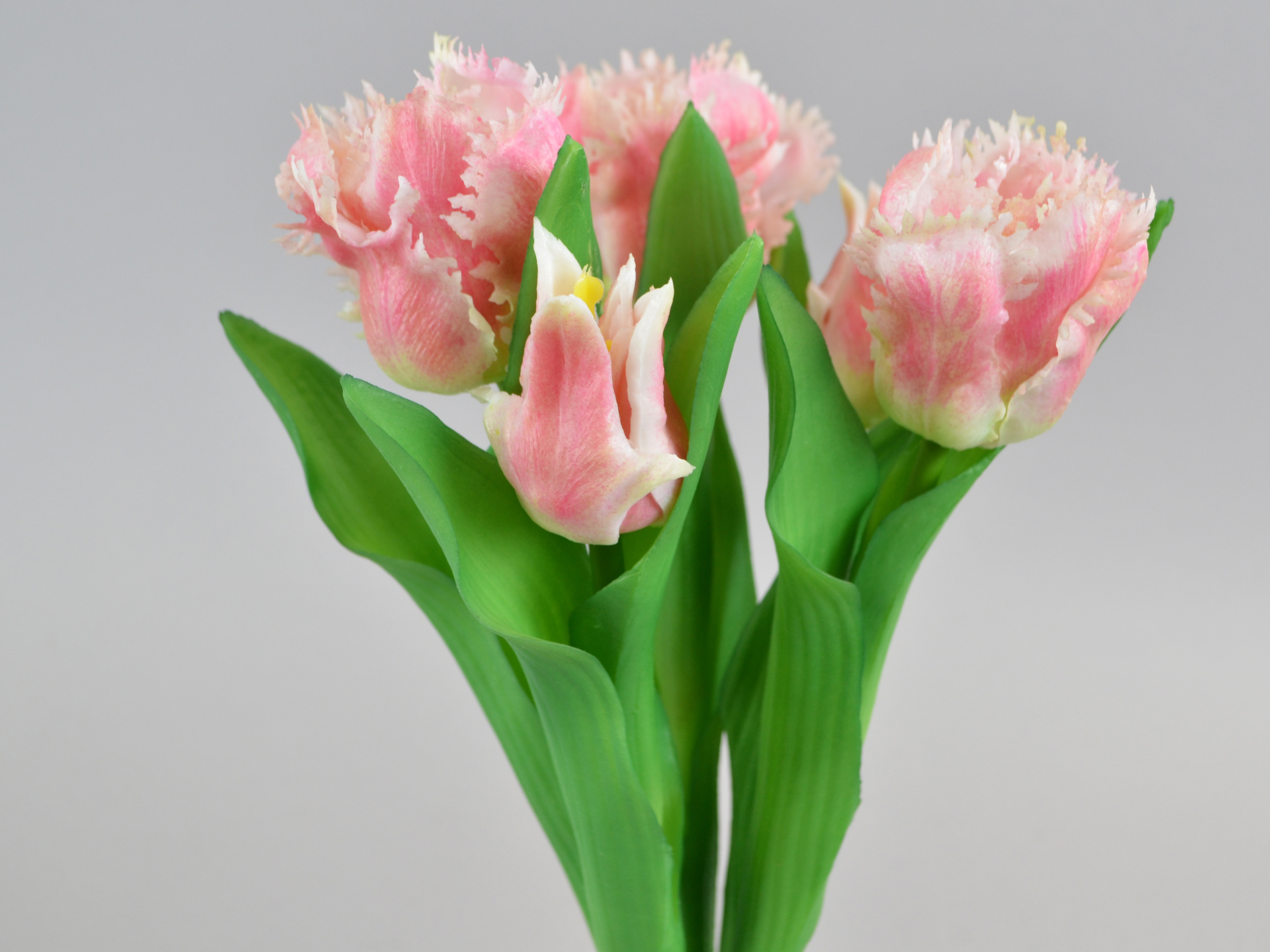 Parrot tulip bunch x5, 34cm, pink