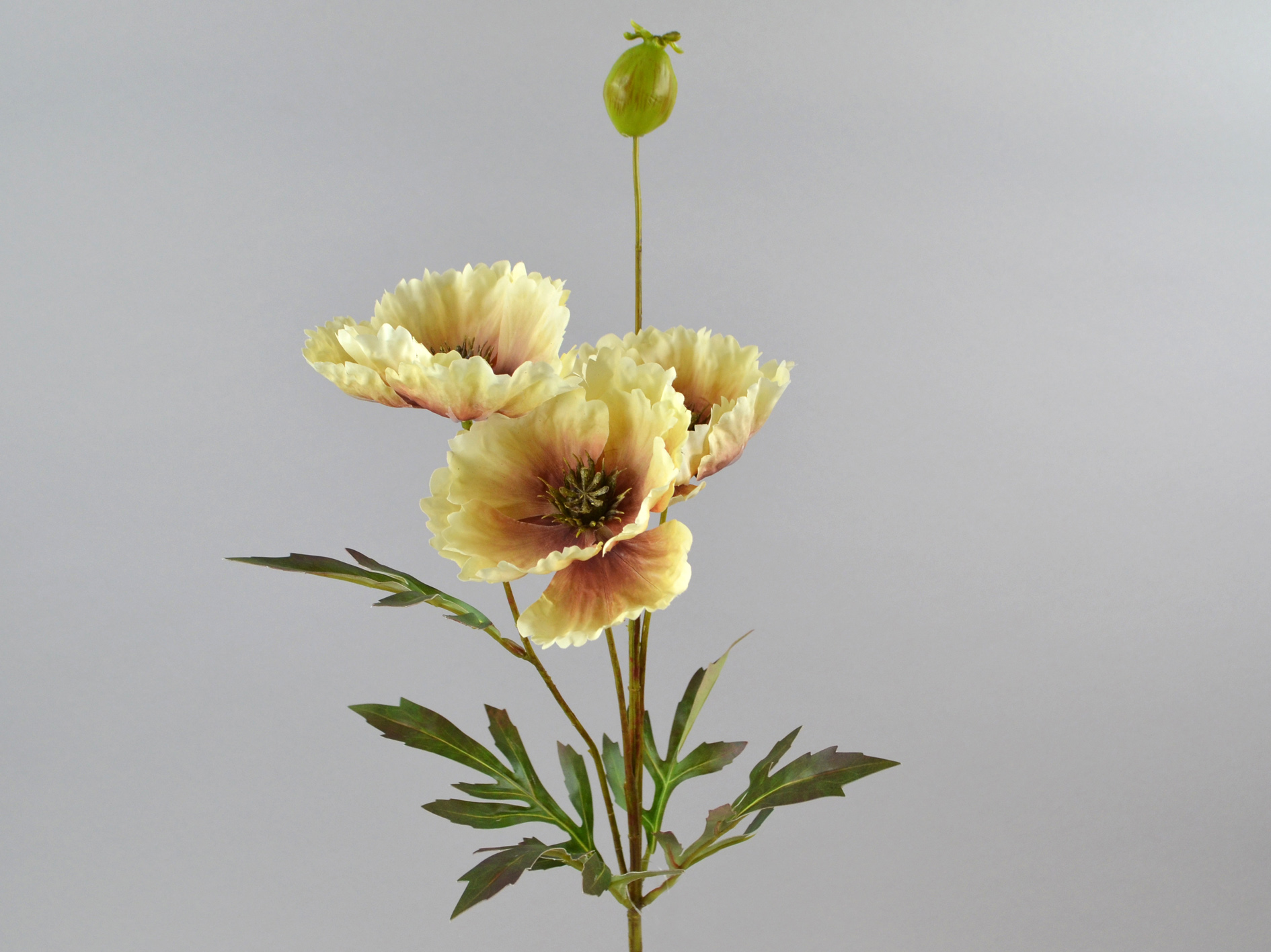 Mohn-Zweig, 3Blüten,1Knospe, 69cm, creme