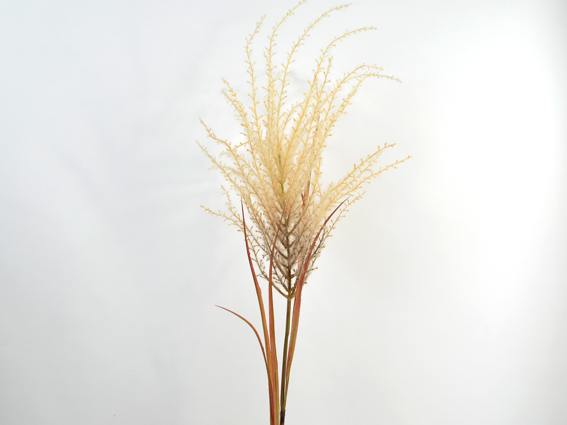 Pampasgras-Zweig x1, 135cm, creme-beige
