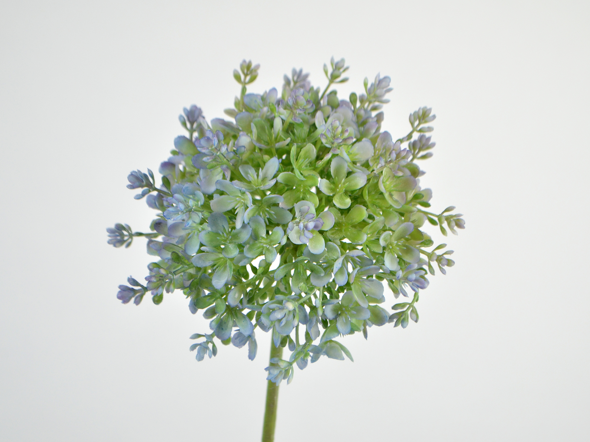 Allium x1, 68cm, lila