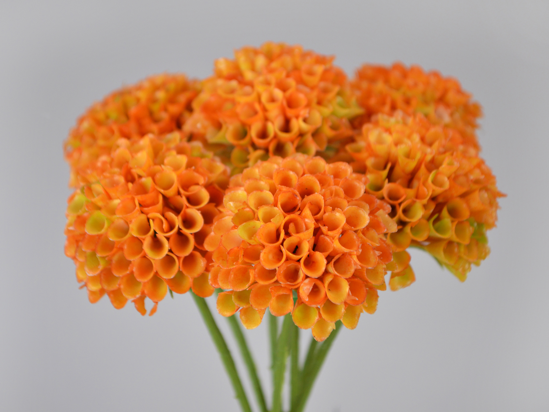 Dahlia bunch x7, 30cm, pink