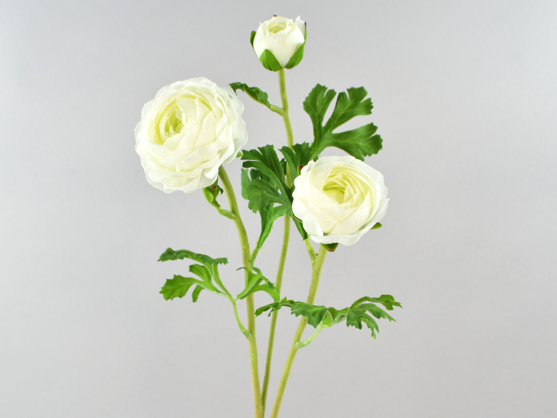 Ranunkel-zweig, 71cm, creme