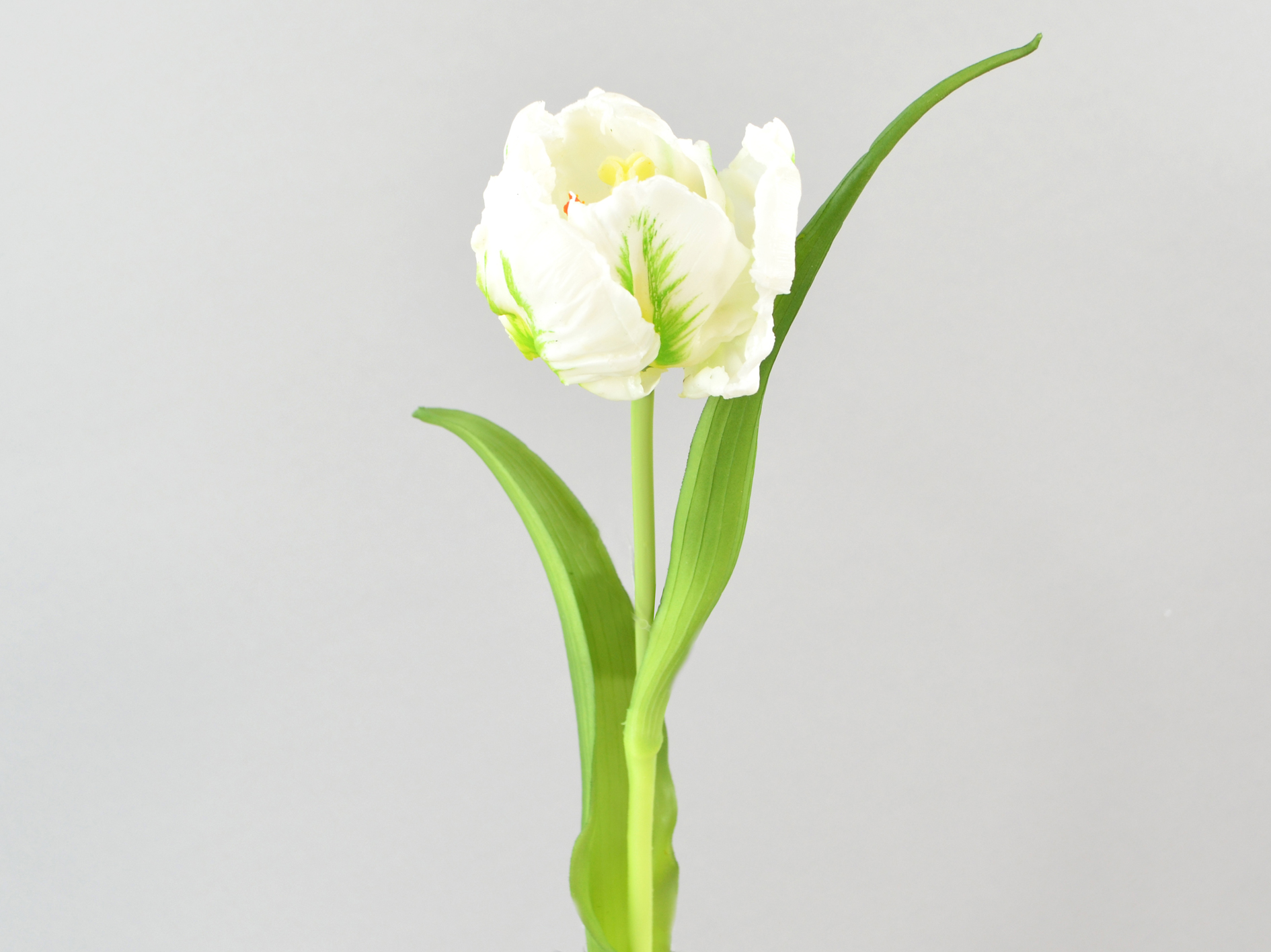 Parrot Tulip x1, white
