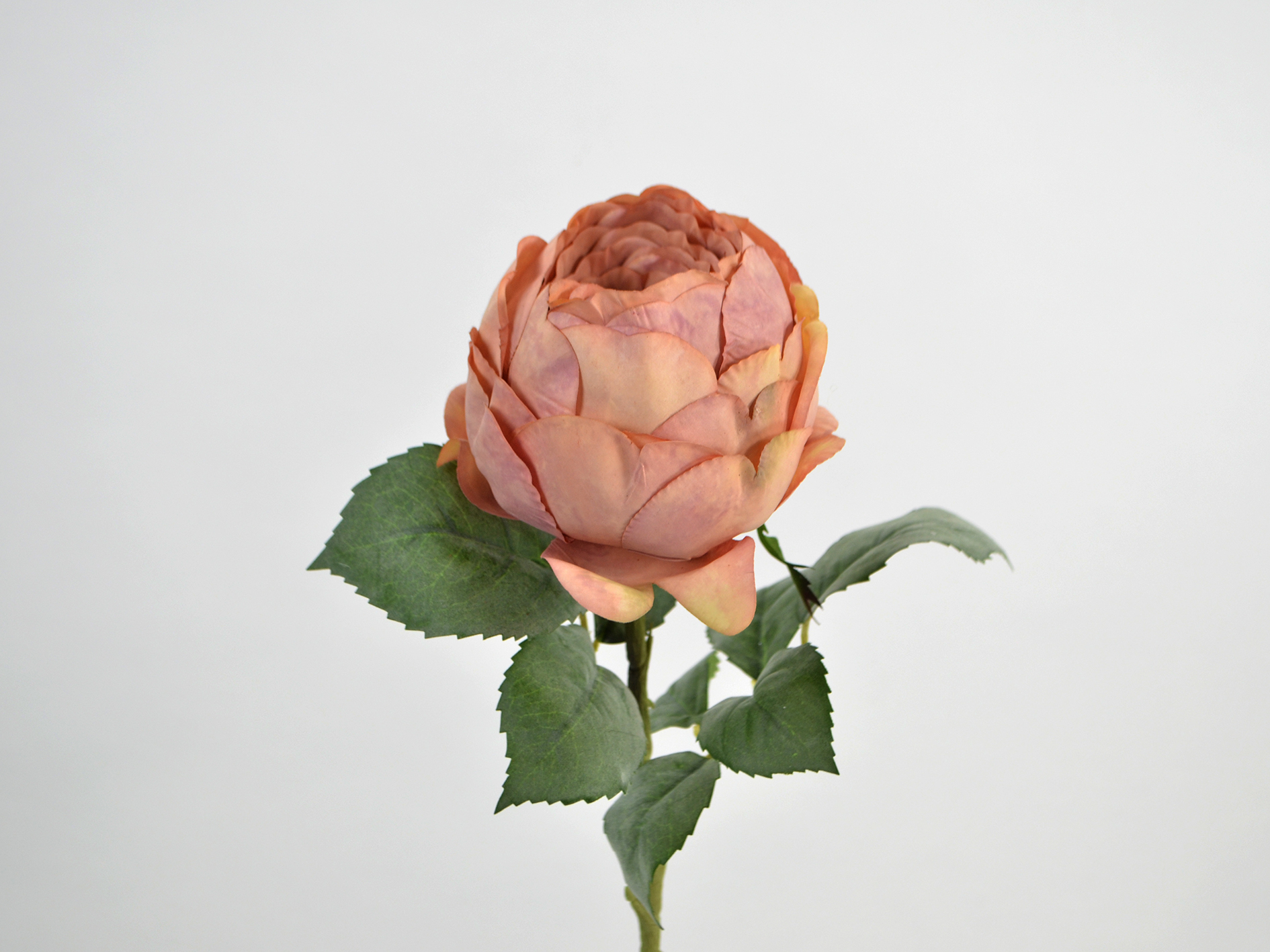 Romantik-Englische Rose x1, 53cm, rosa