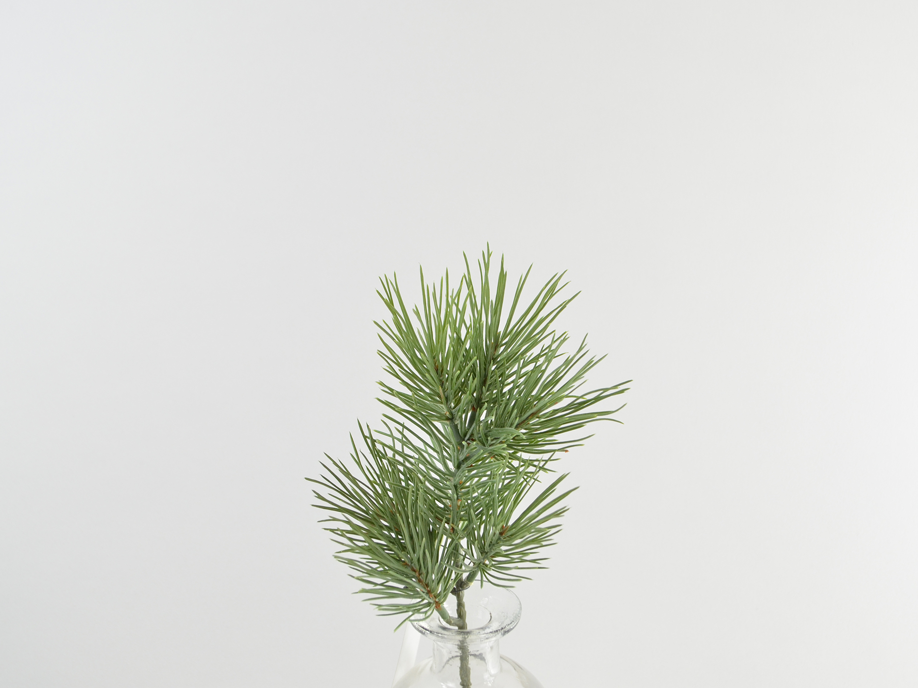 Kiefern-Zweig x4, 30cm, grau-grün