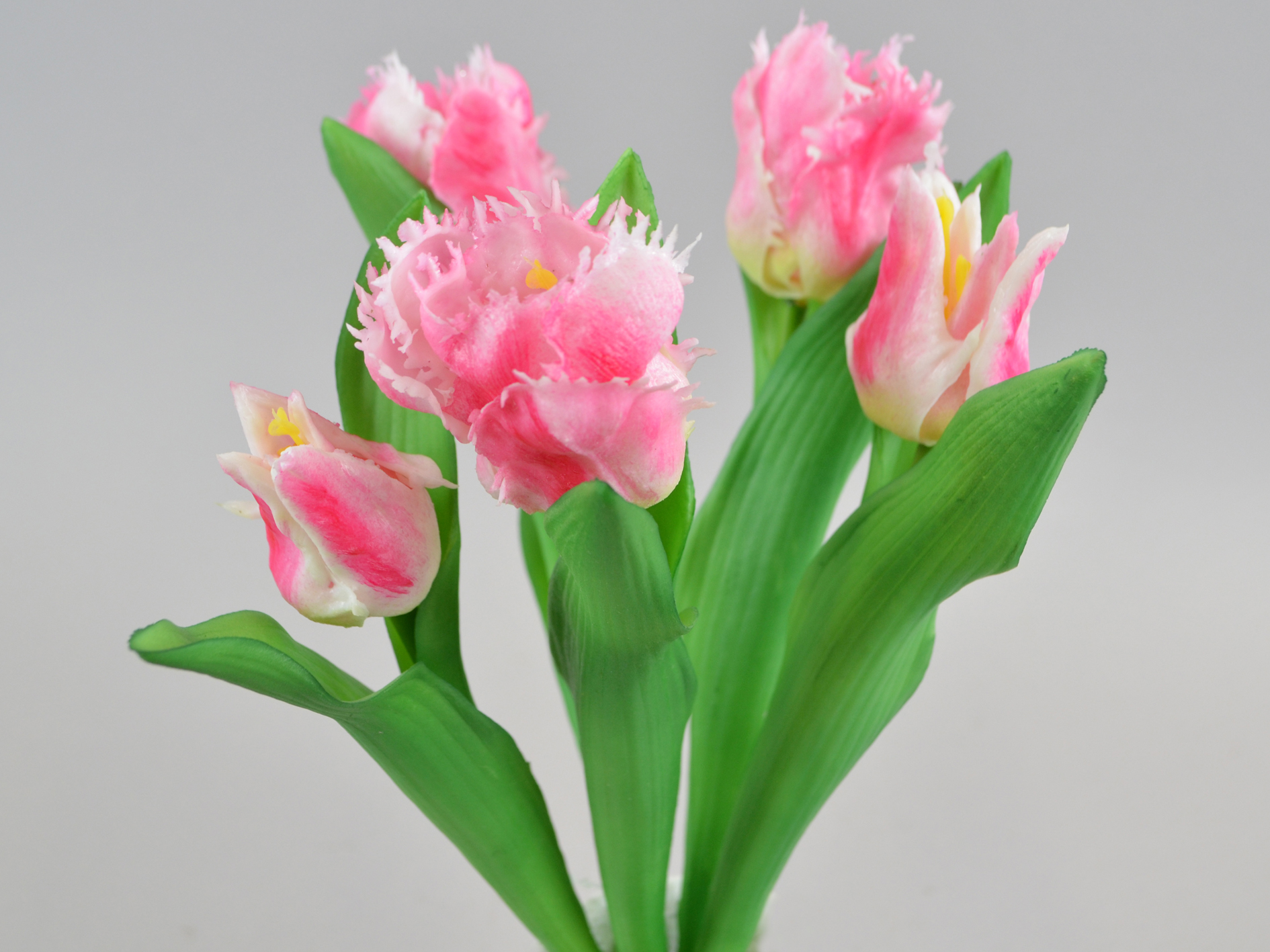 Parrot tulip bundle x5, 34cm, pink