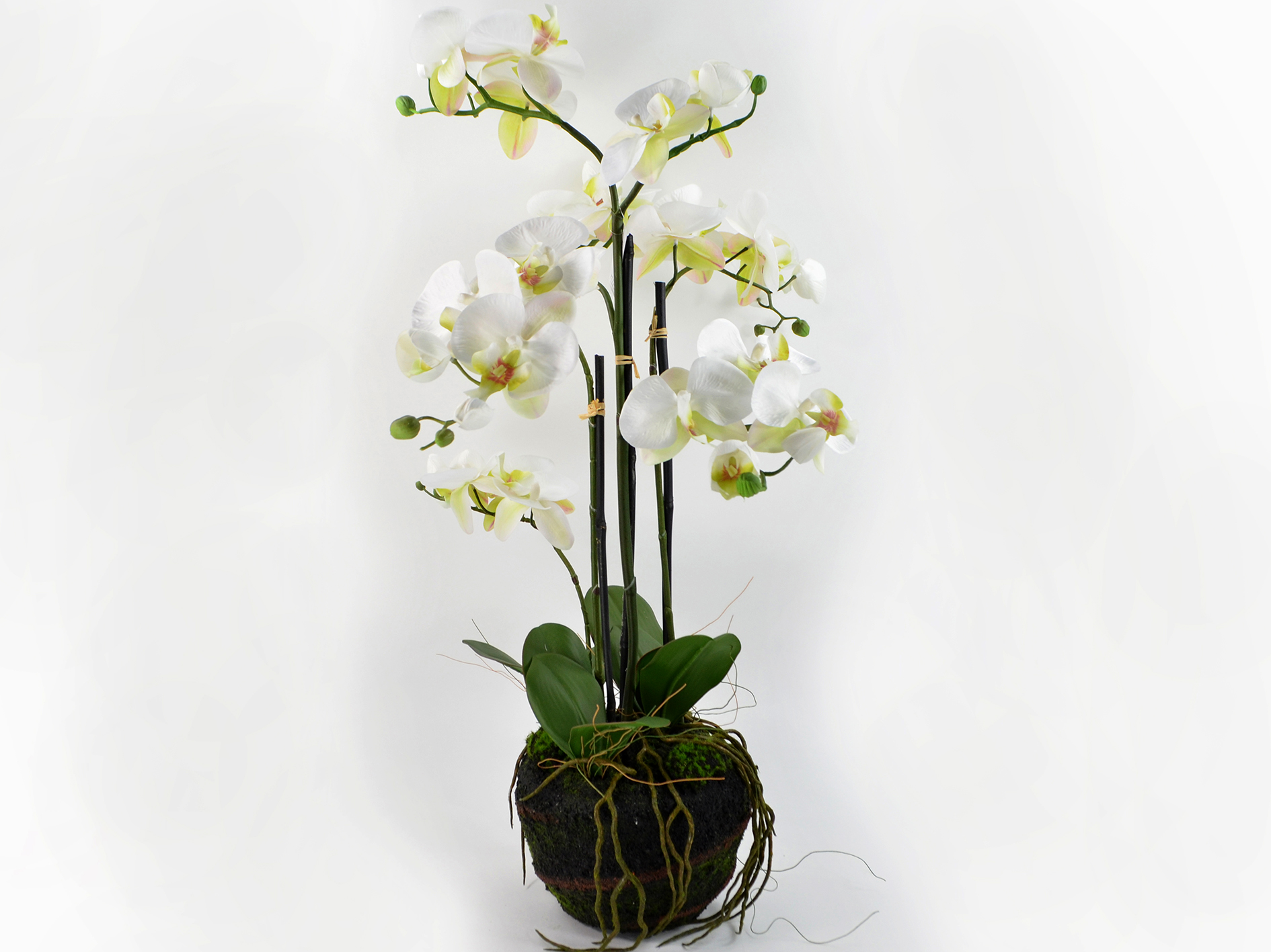 Phalaenopsis x 4, in a ball, 78cm, white