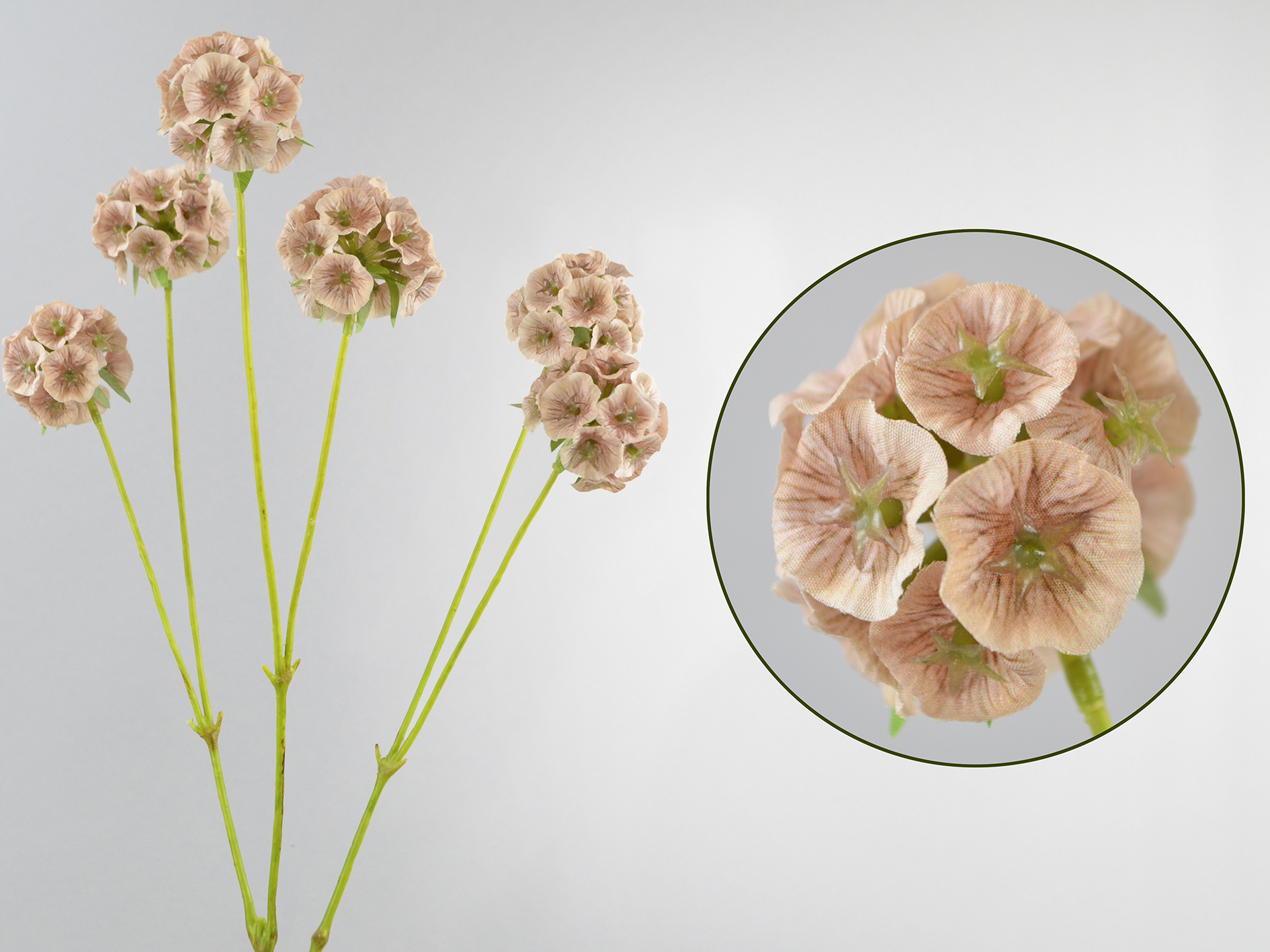 Combretocarpus branch, 64cm, cream