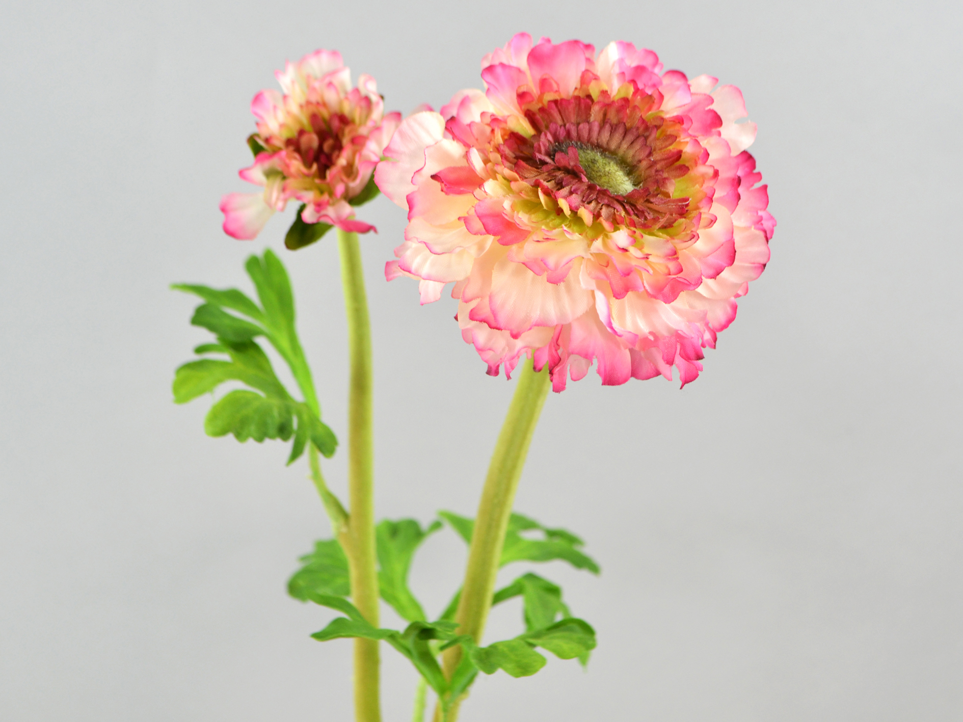 Ranunculus branch, 50cm, beauty