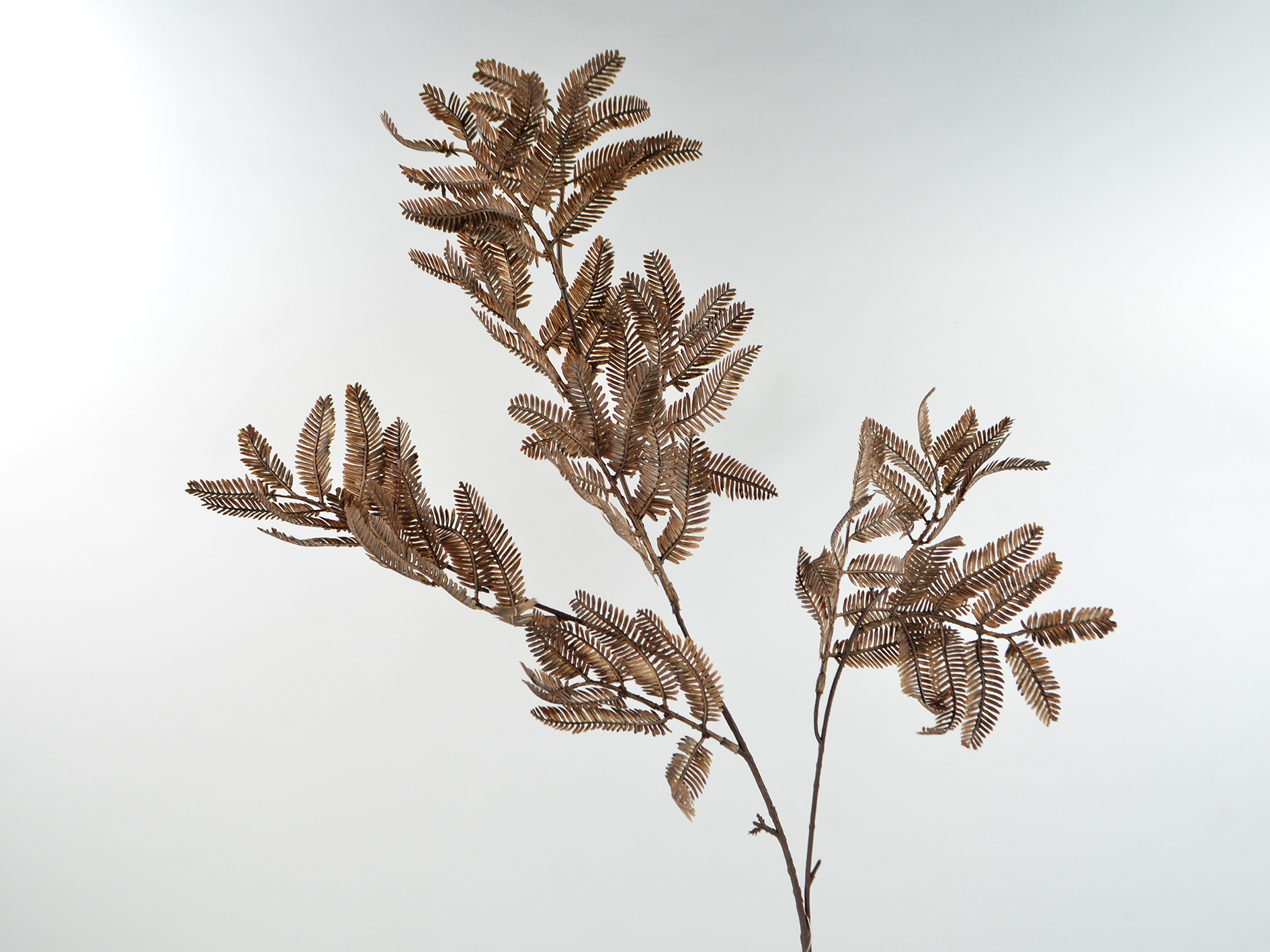 Mimosa branch x3, 88 cm, tea