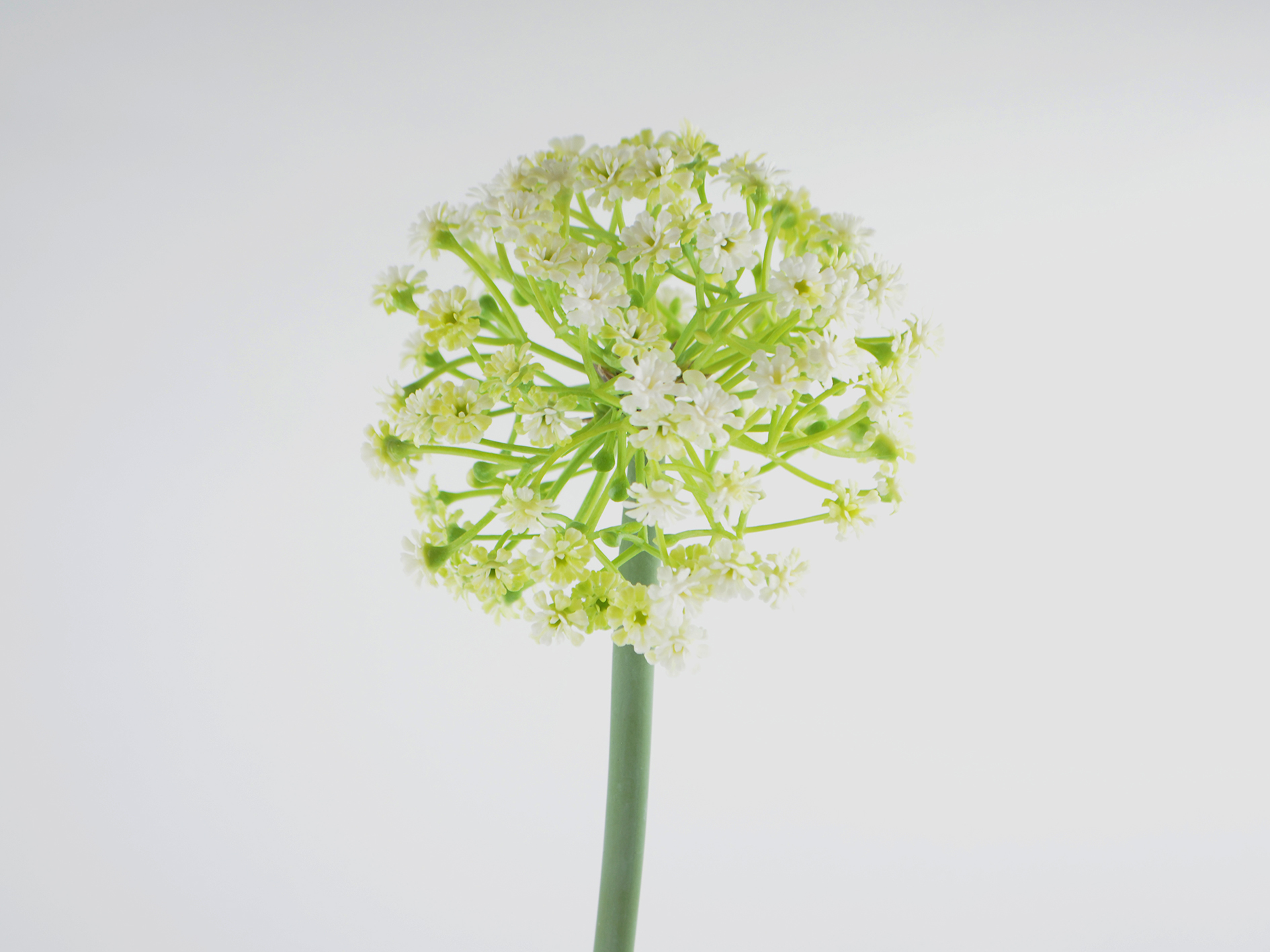 Allium-Zweig x1, 70cm, weiß-grün