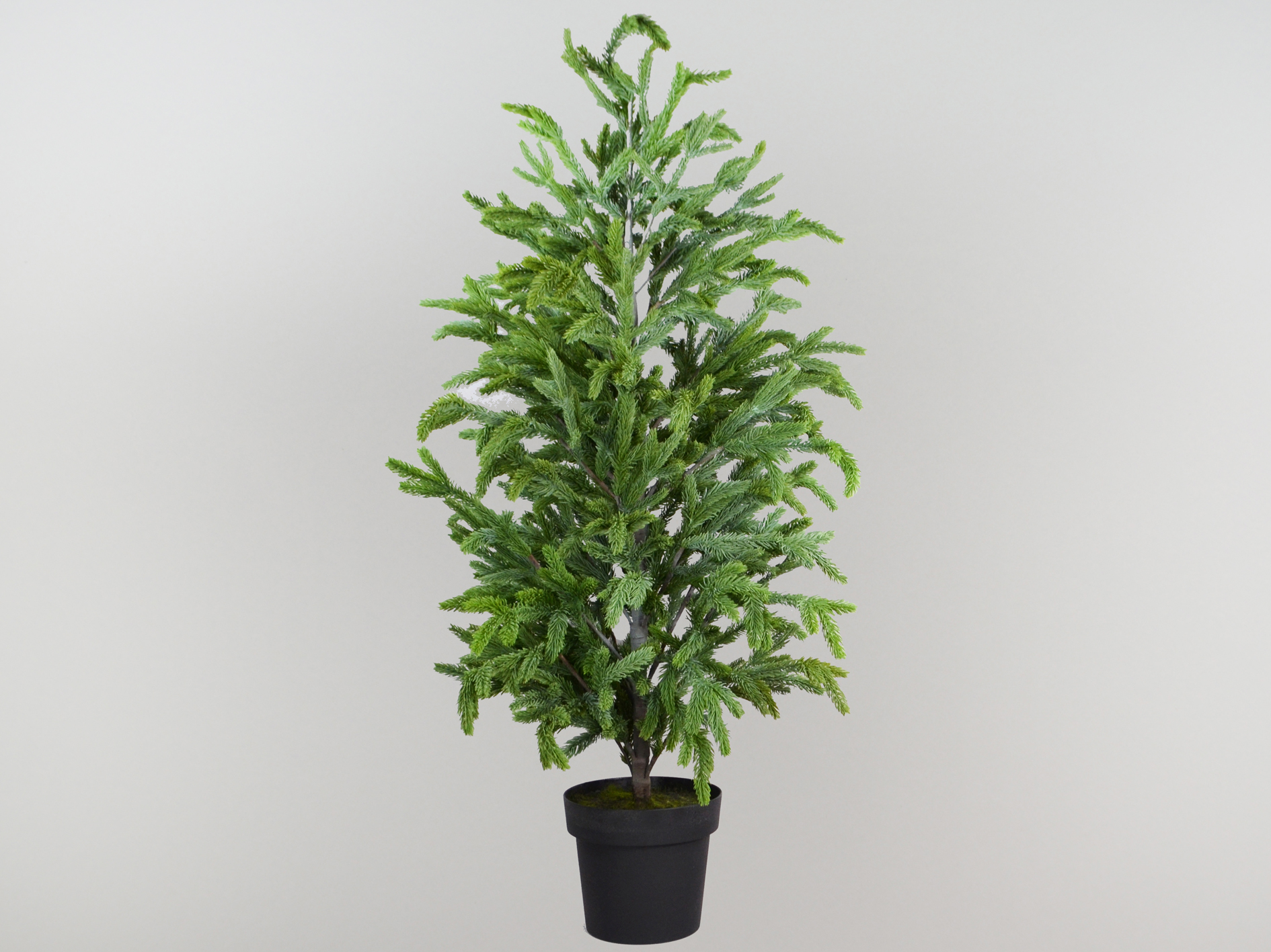 Norfolk-Tannen-Baum im Topf, 120cm, grau-grün