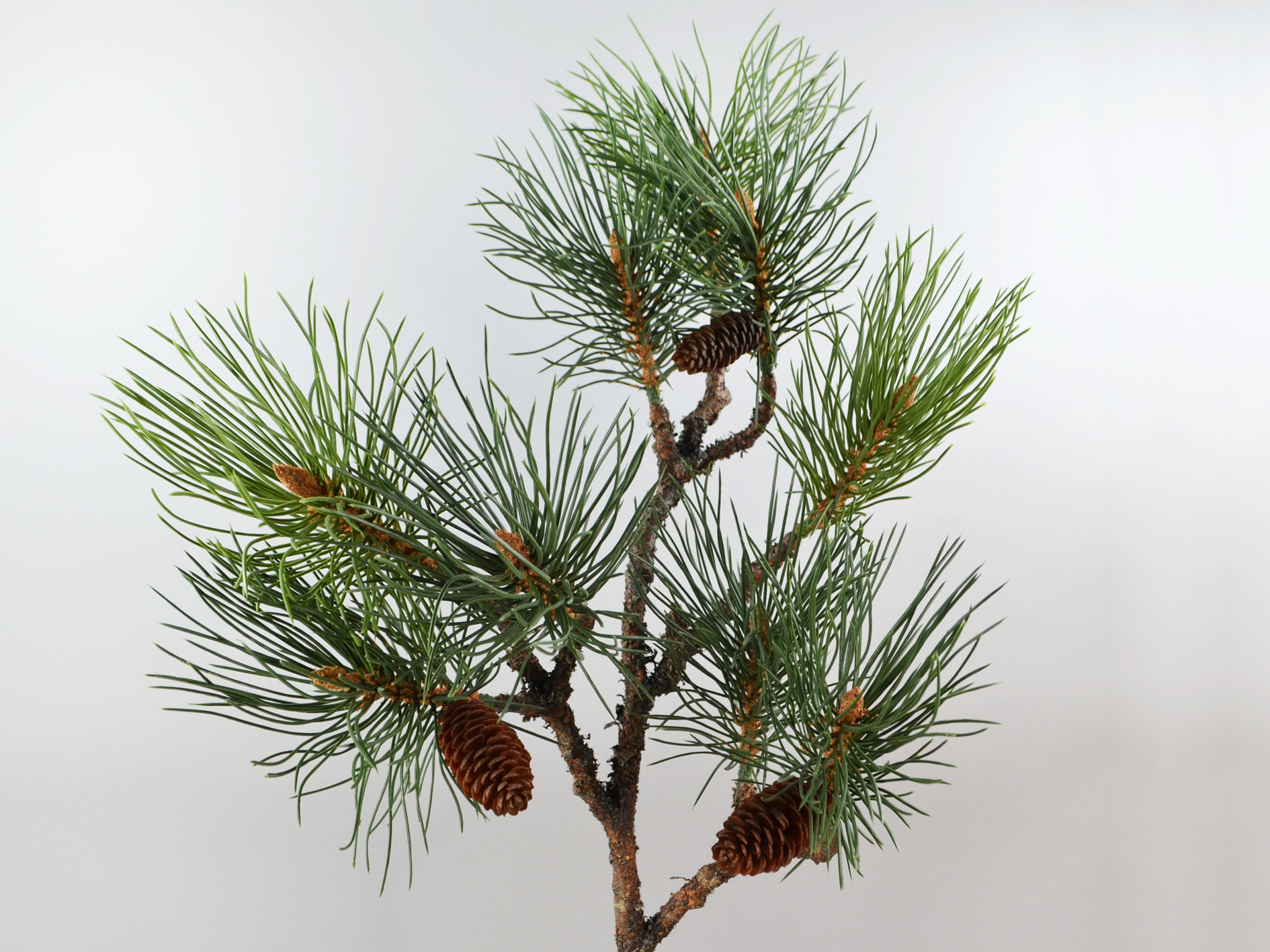 Kiefer-Zweig mit Zapfen, 91cm, grün