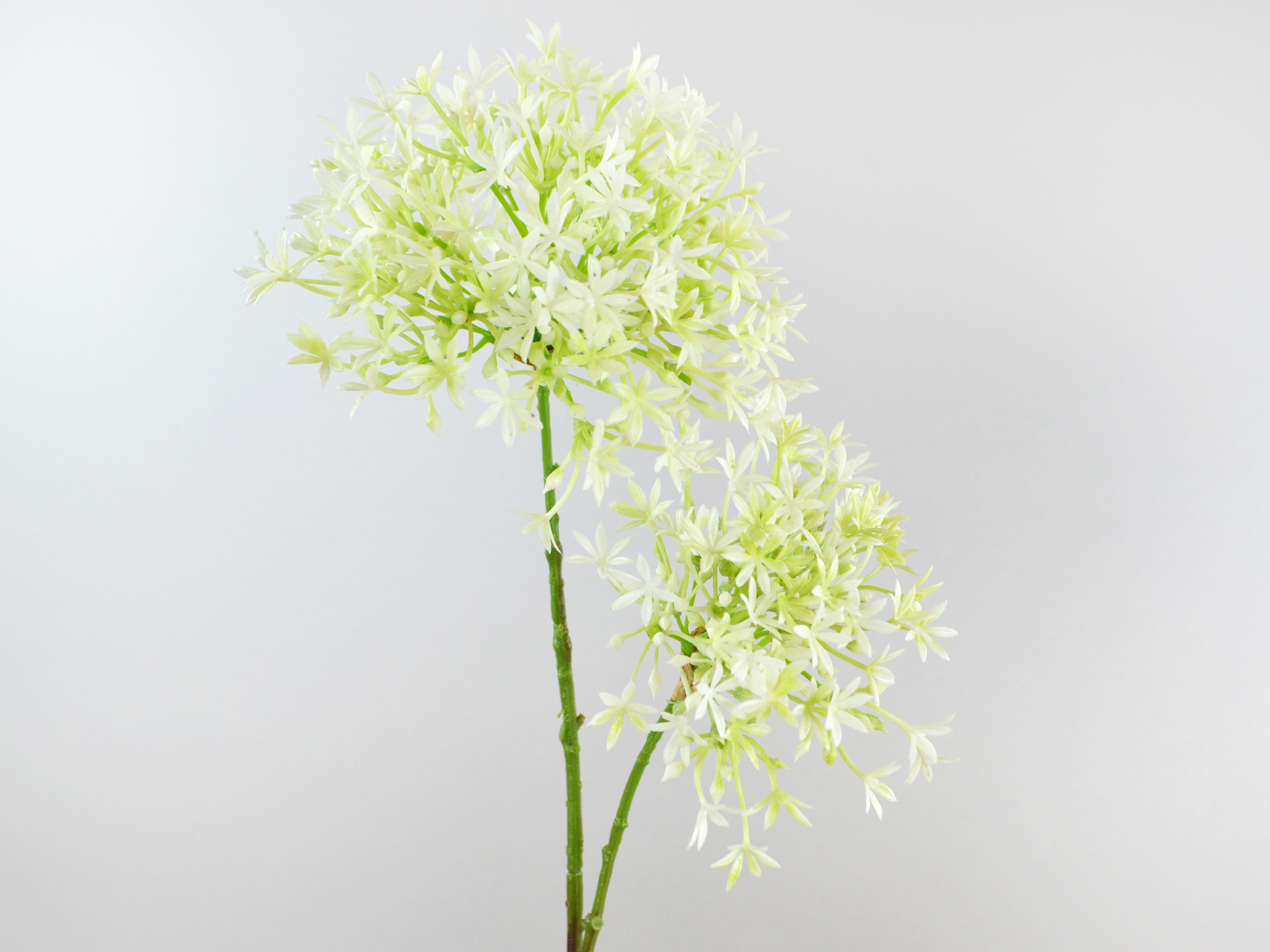 Allium branch, 2 flowers, 67cm, cream