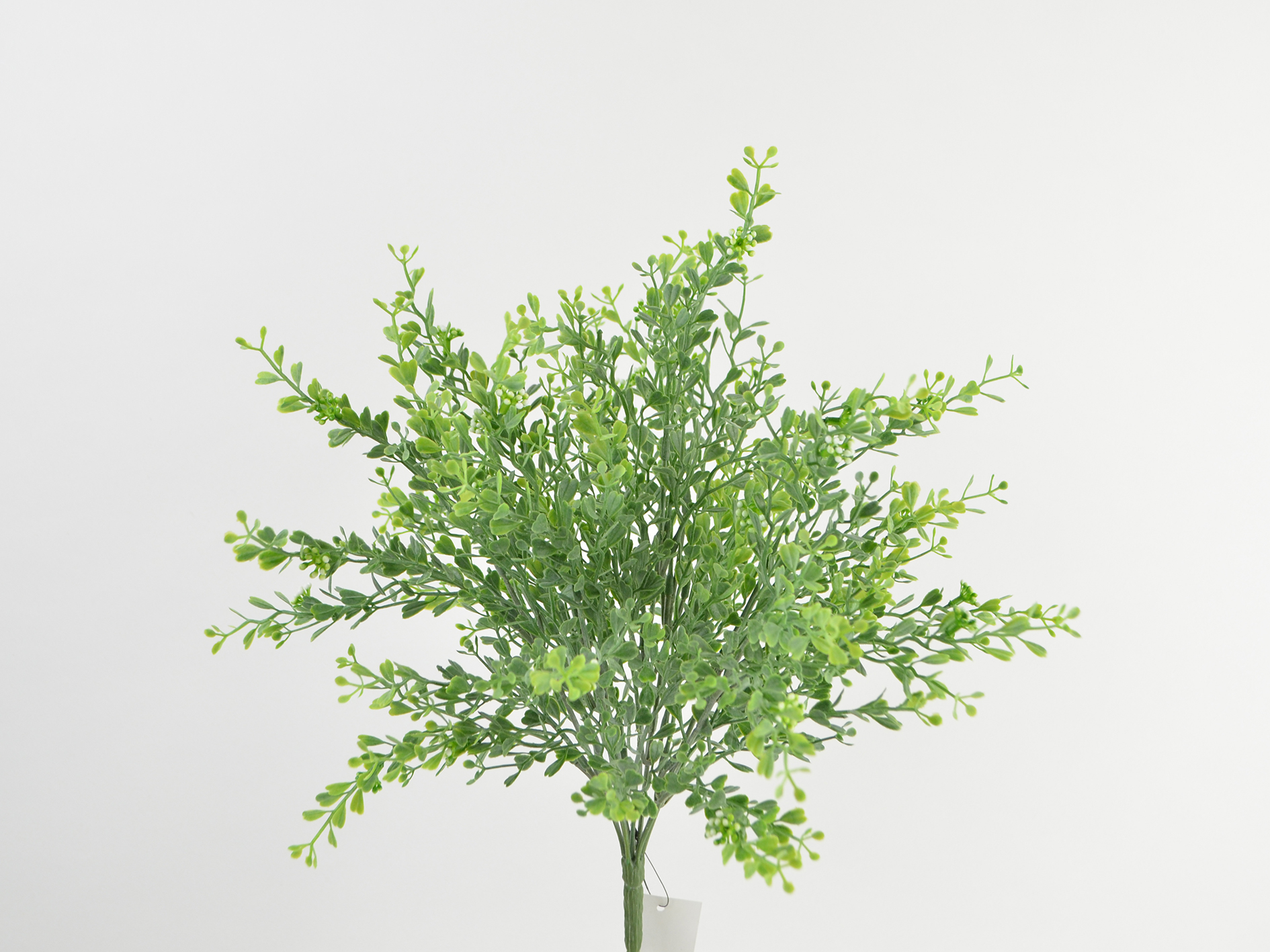 Aglaia Odorata Busch x7, 38cm, grau-grün