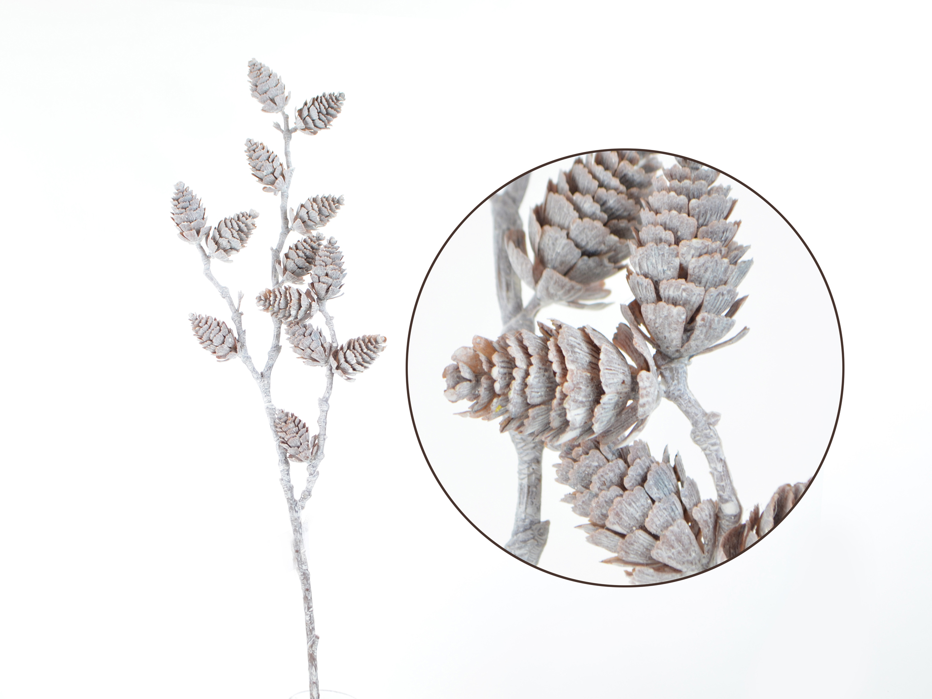 Pine cone branch pointed, 62cm, white-brown