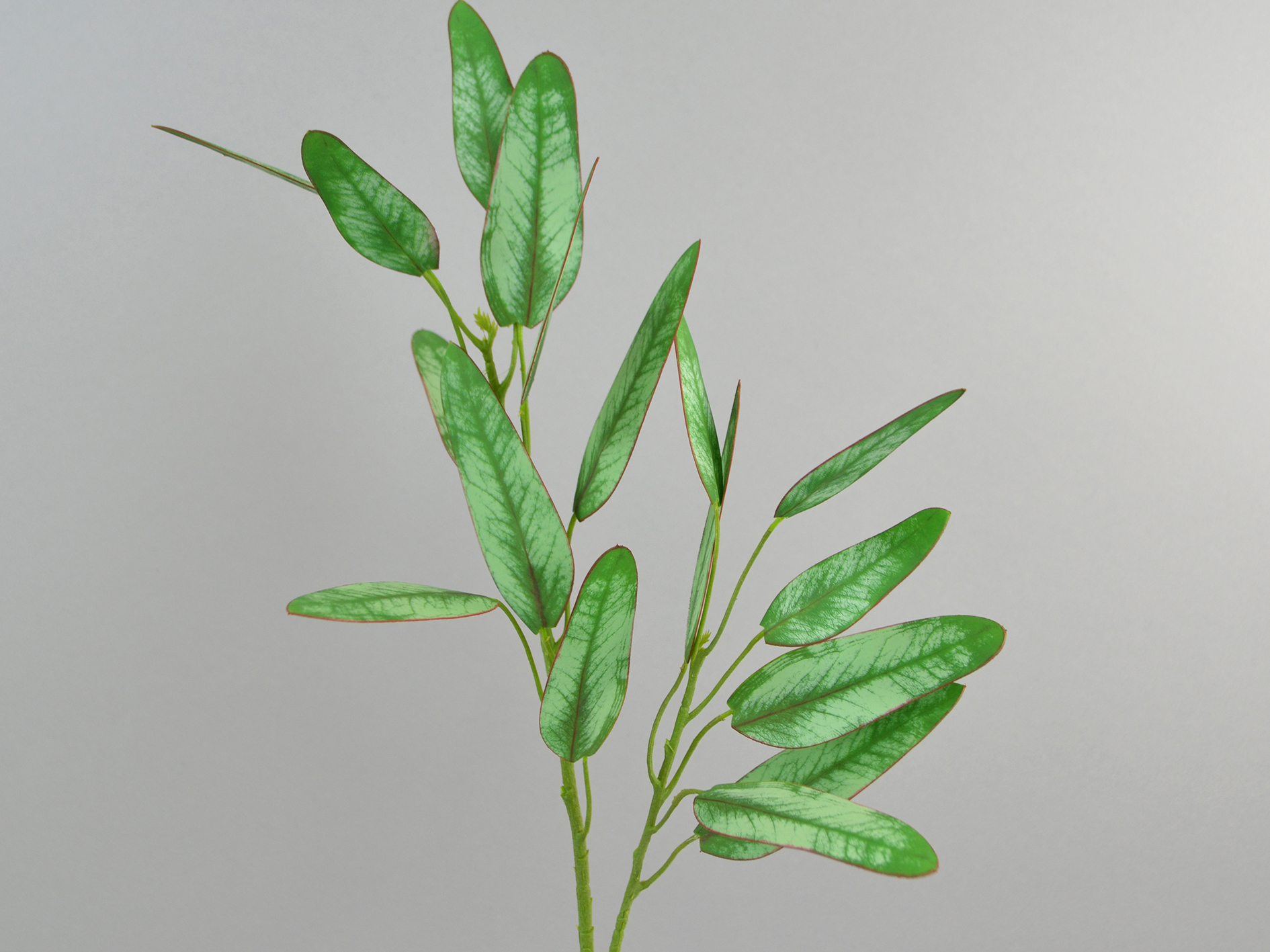 Eukalyptus-Zweig, länglich, 63cm, grün