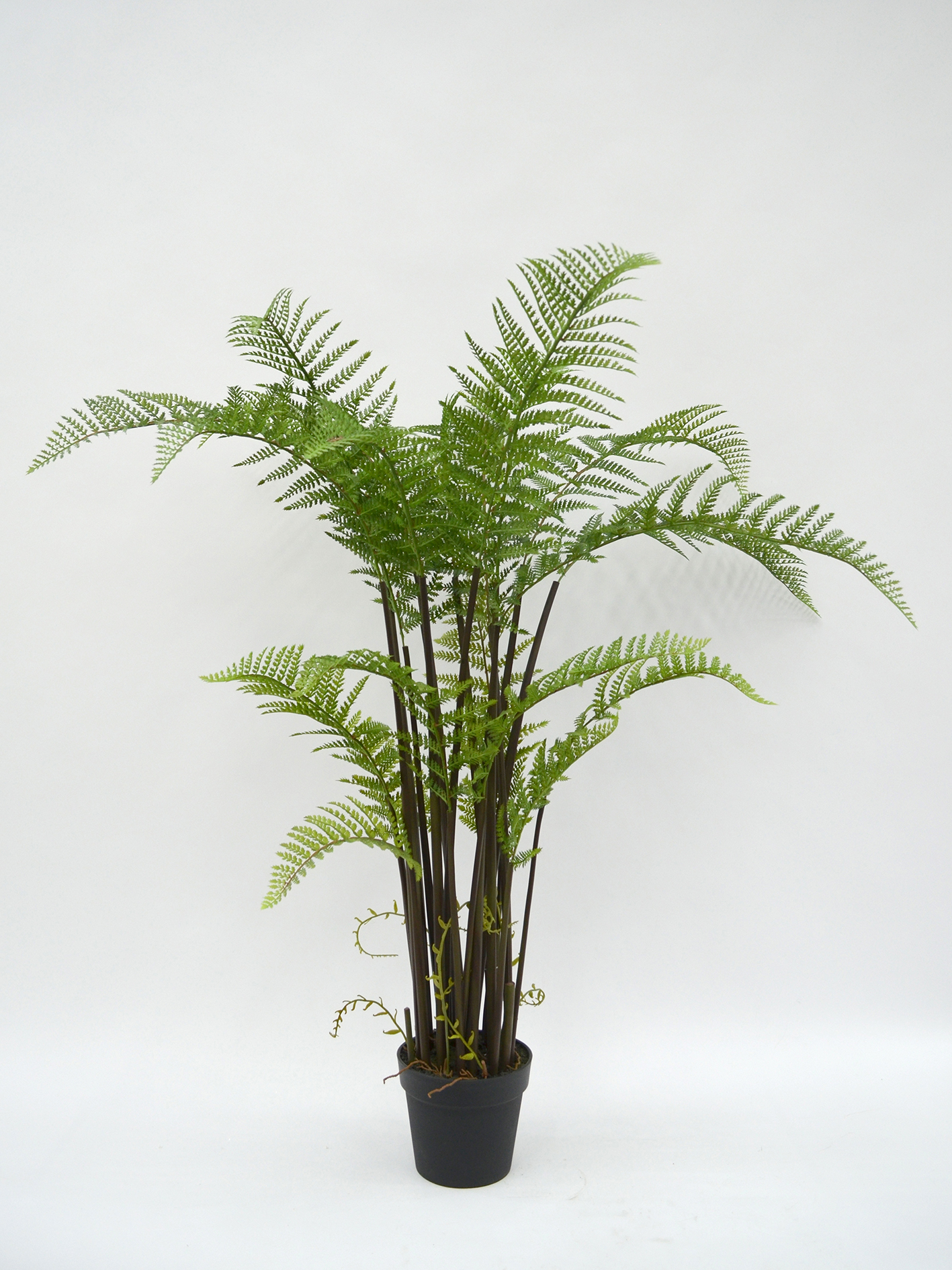 Farn-Pflanze x23 i.Topf, 157cm, grün