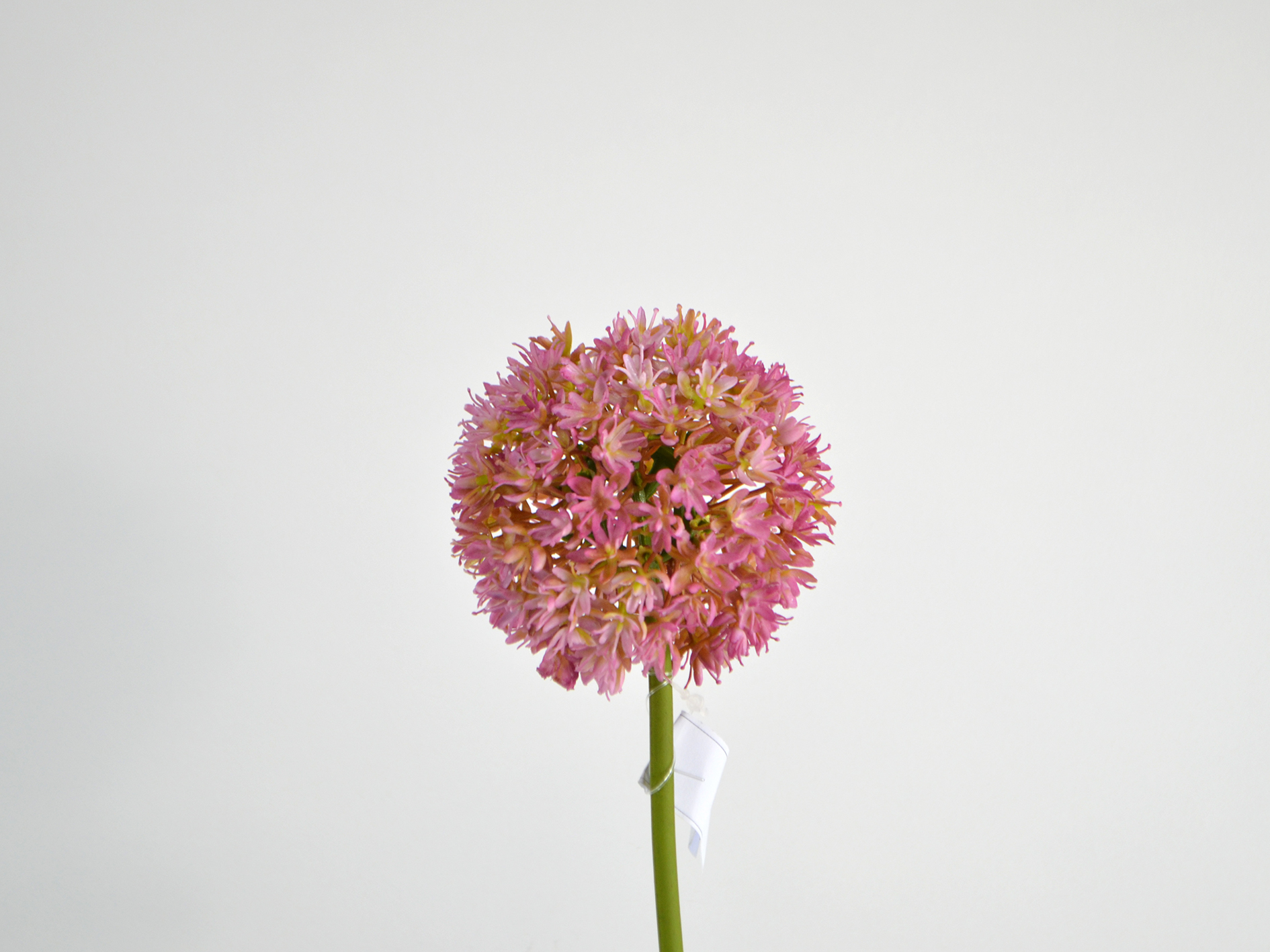 Allium, 69cm, rosa