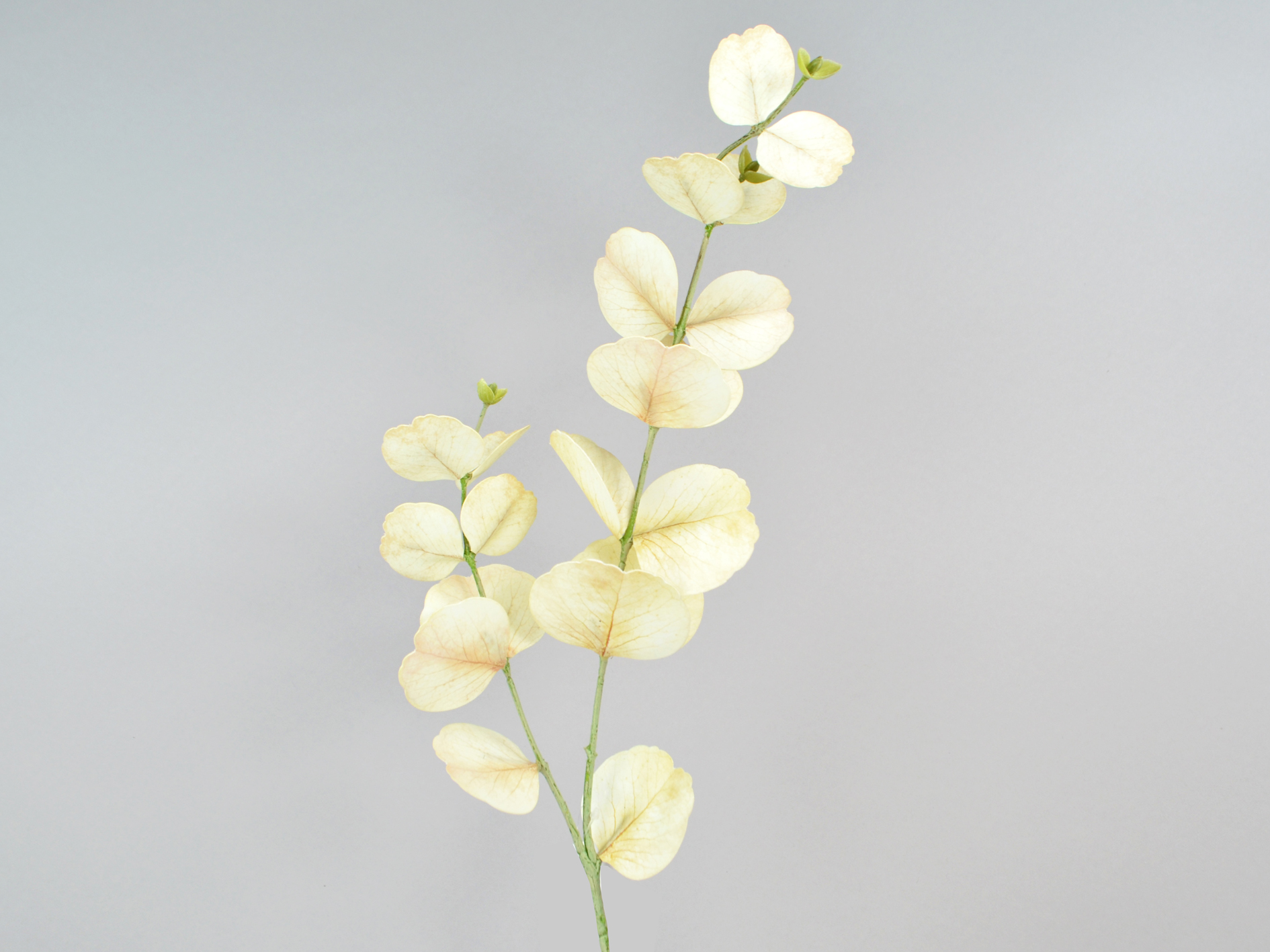 Eucalyptus branch, 76cm, cream