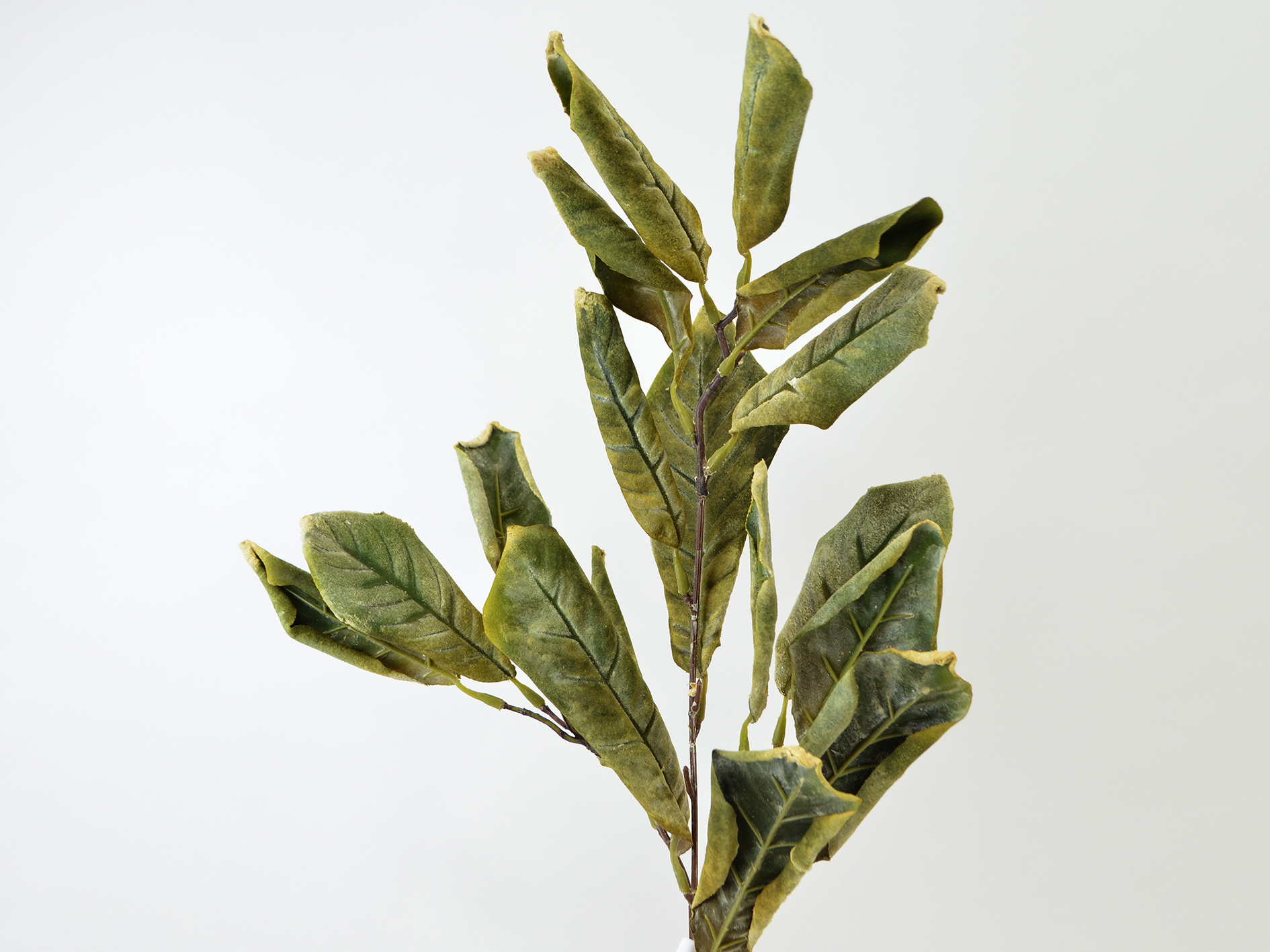 Magnolienblatt-Zweig, 66cm, grün-grau