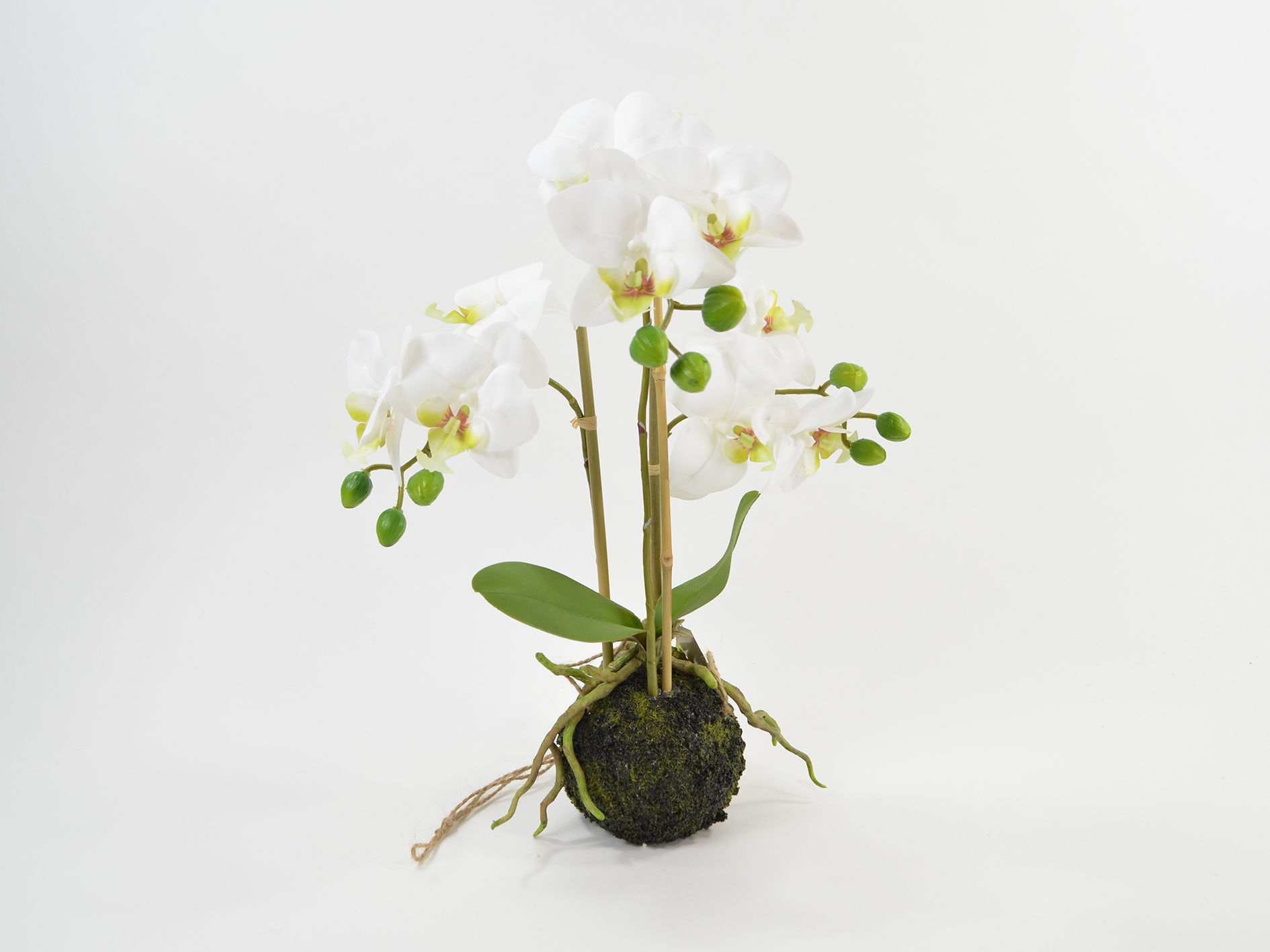 Phalaenopsis x3 im Erdballen, 42cm, weiß