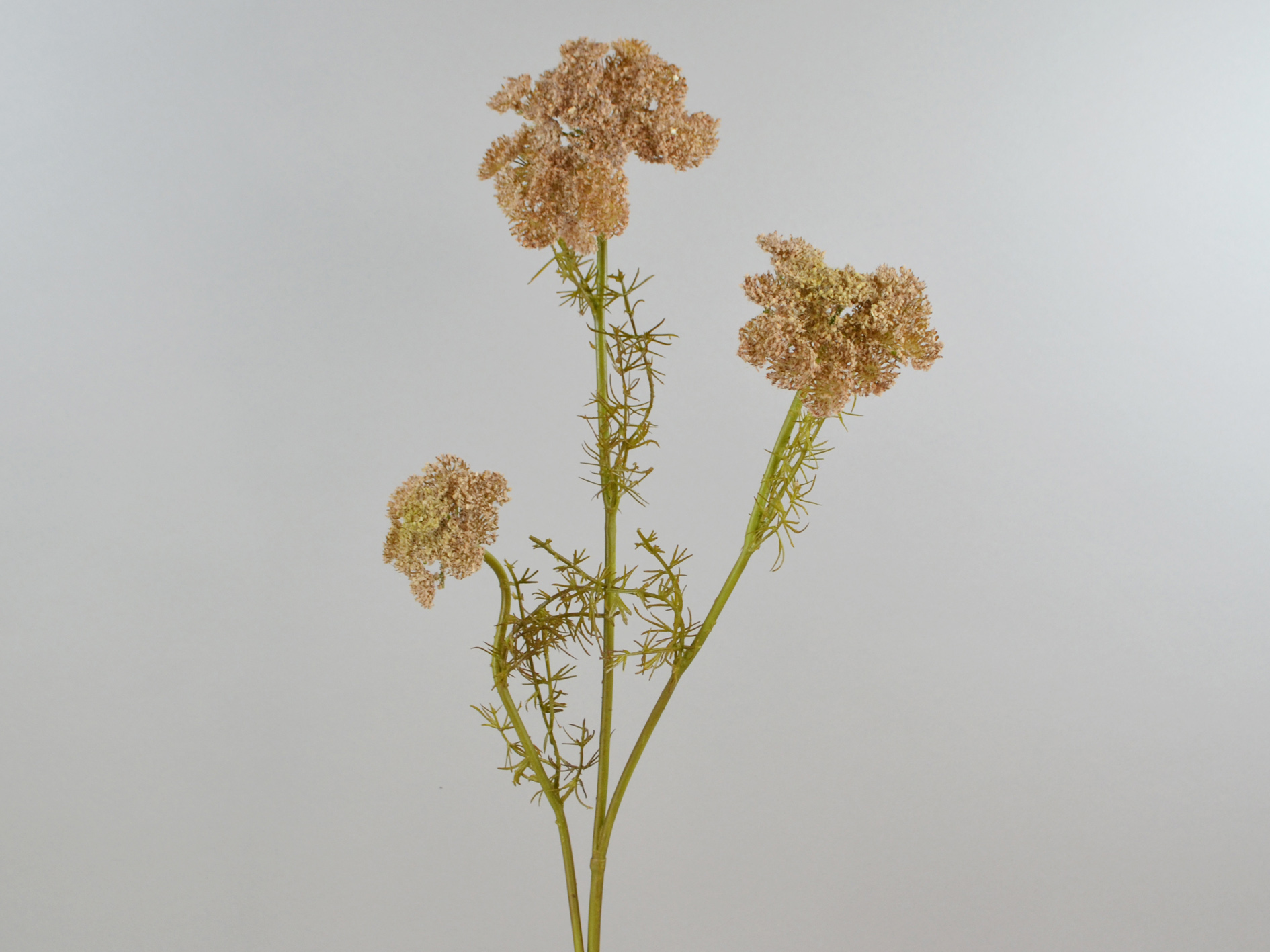 Queen Anne´s branch, 72cm, brown