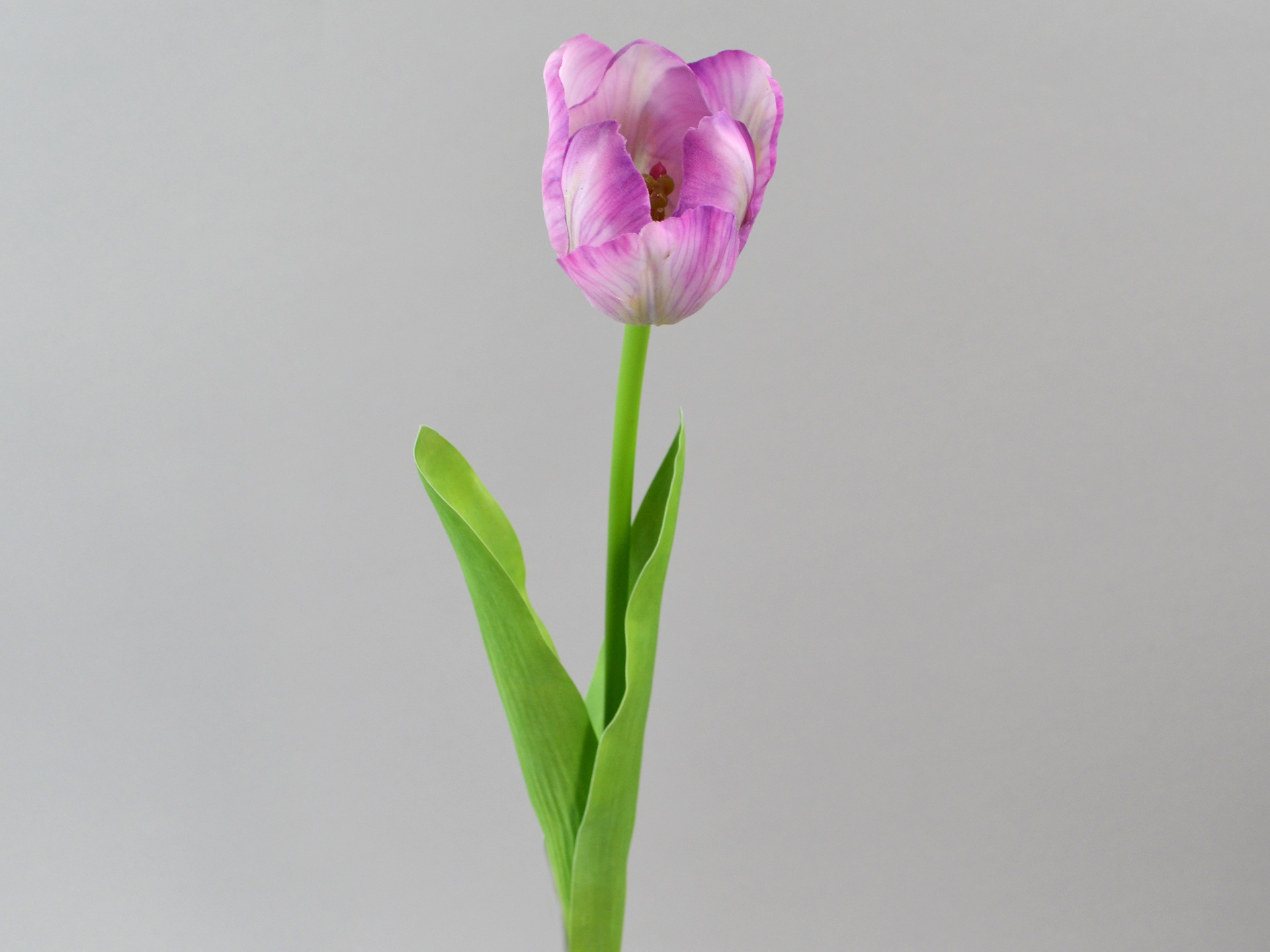 Tulpe x1, real touch, 42cm, lila