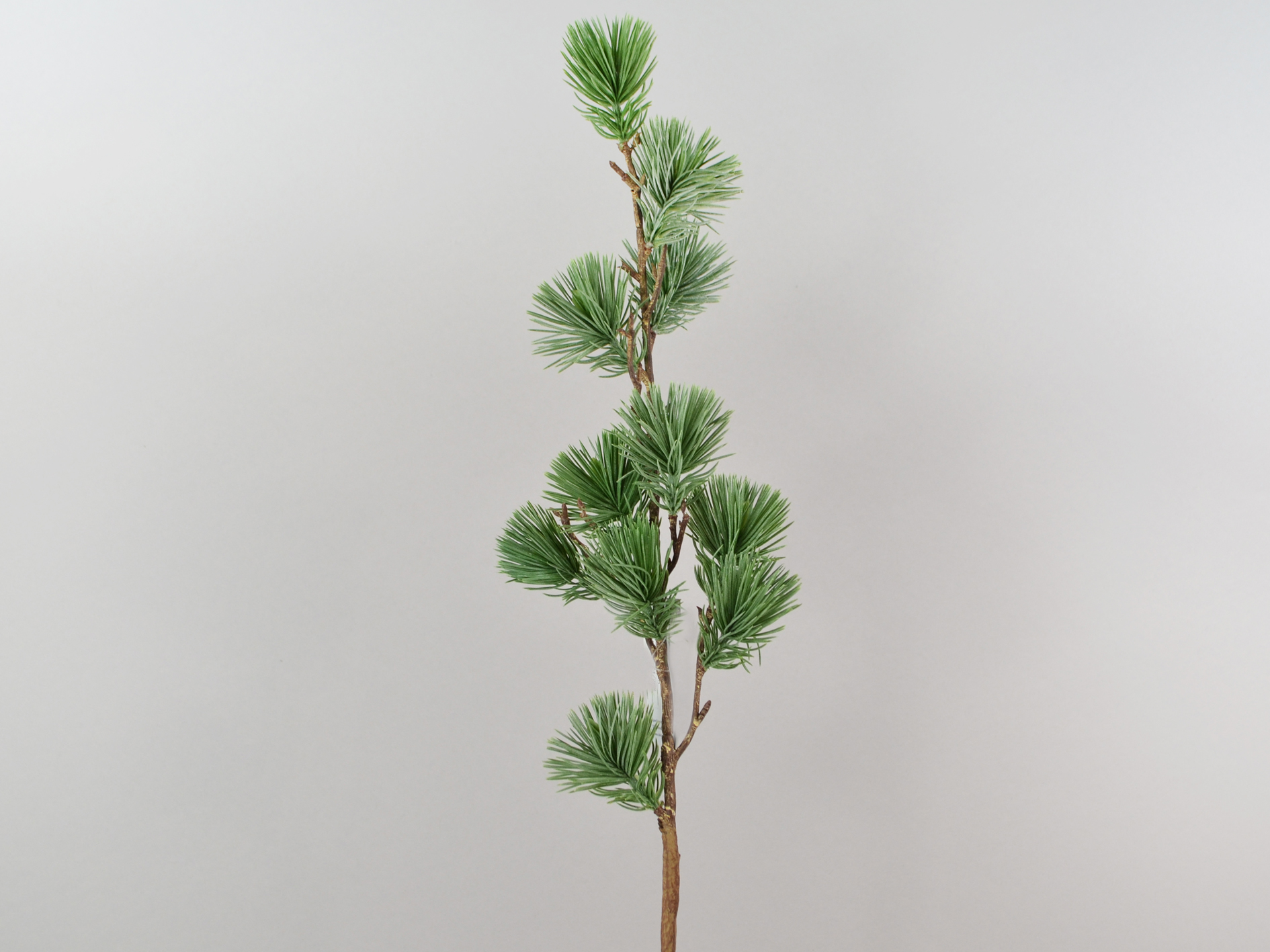 Kiefer Zweig, 63cm,  grau-grün