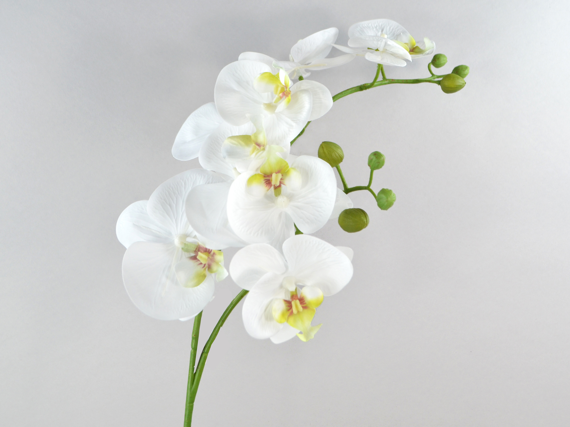 Phalaenopsis branch, 8 flowers, 4 buds, 79cm, white