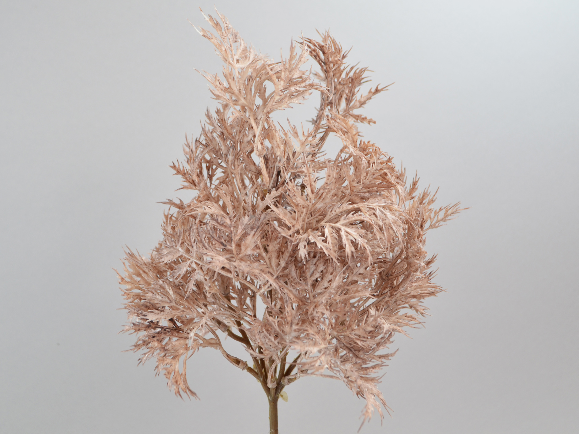 Norway maple bundle, 43cm, grey