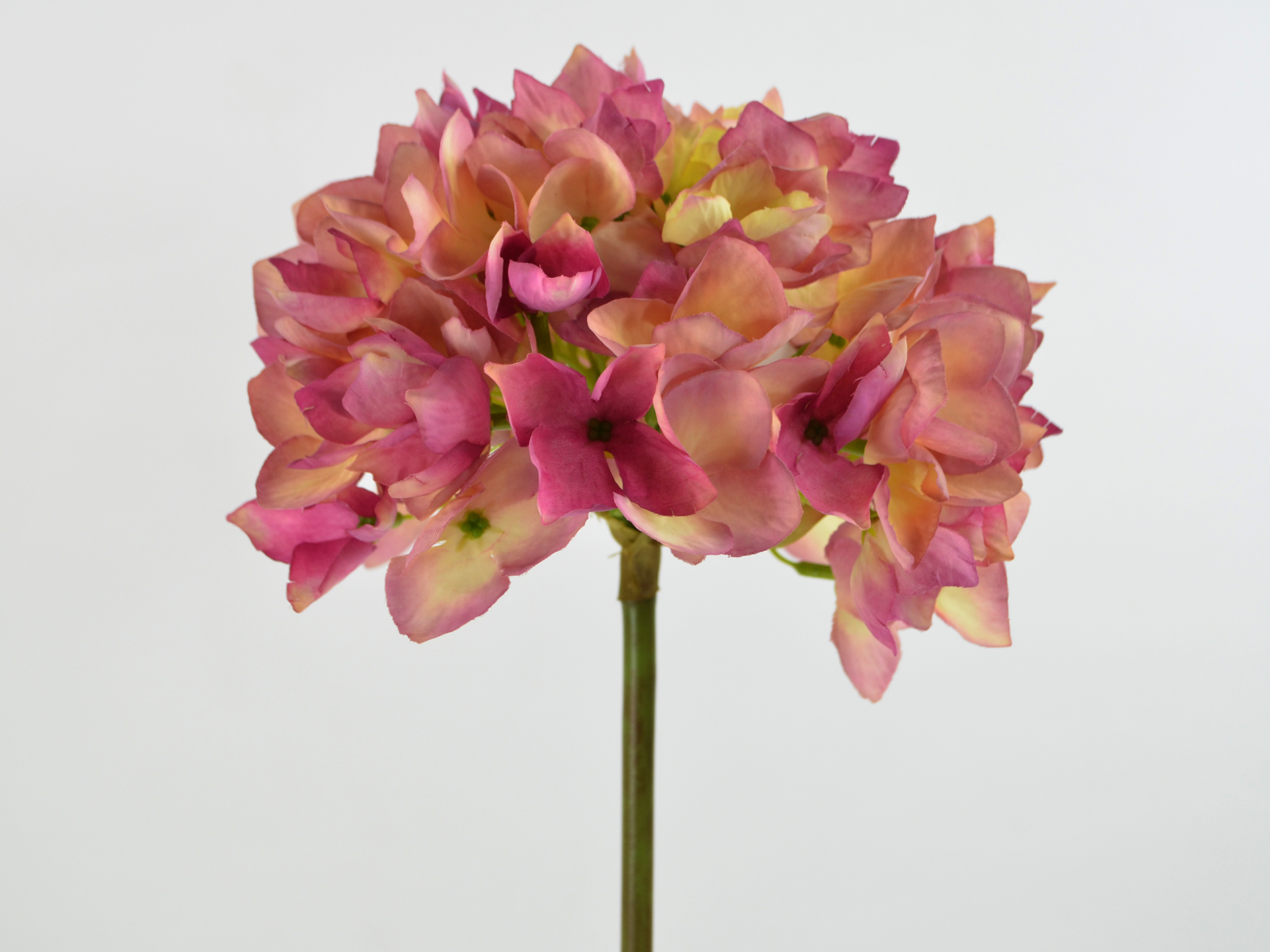 Hortensientuff, 50cm, creme-lila