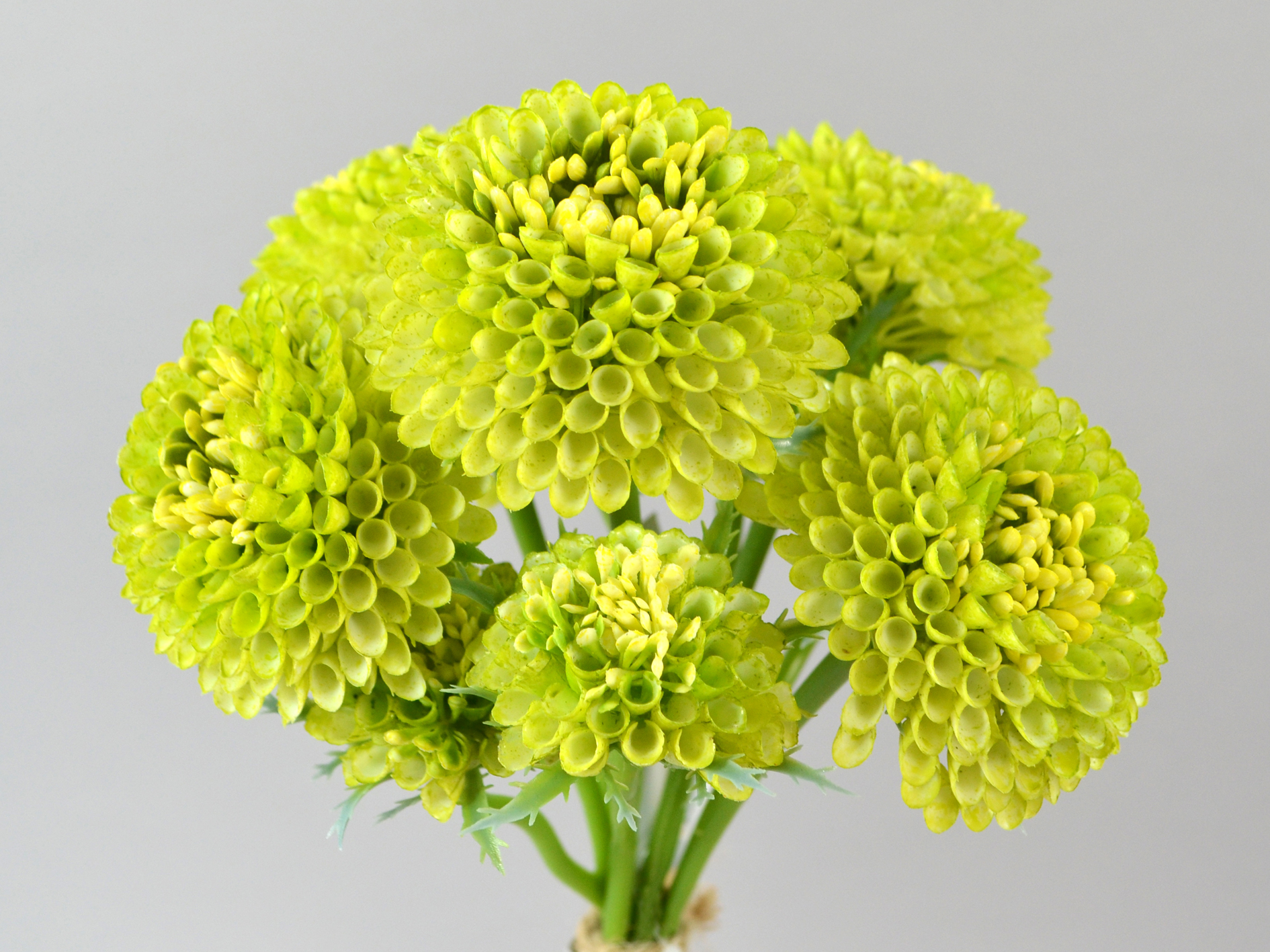 Scabiosa bunch x5, 36cm, green