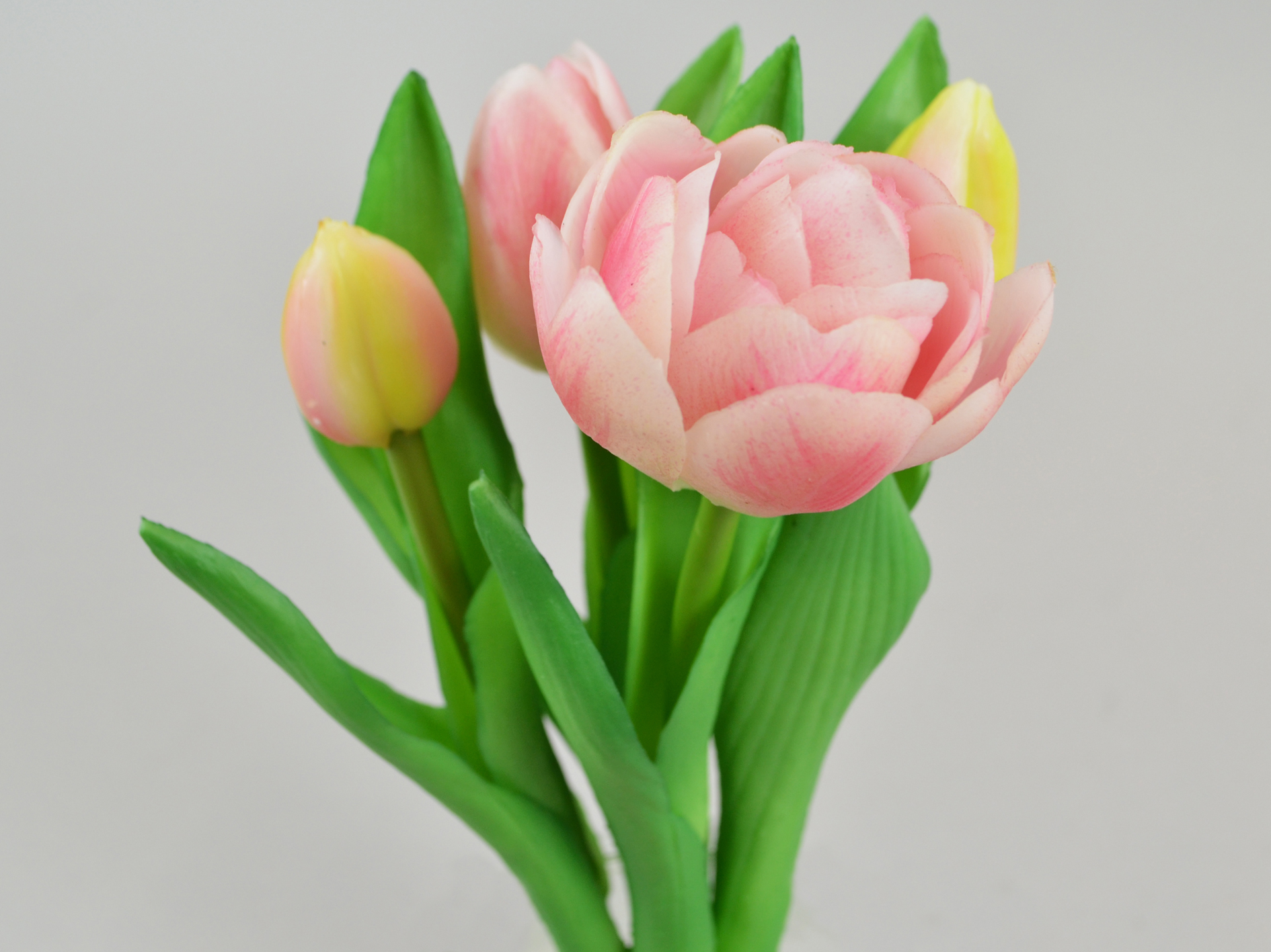 Mini tulip bundle x5, 25cm, pink