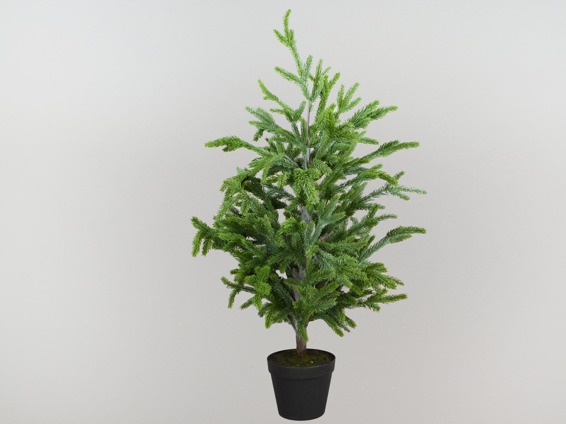 Norfolk-Tannen-Baum im Topf, 90cm, grau-grün