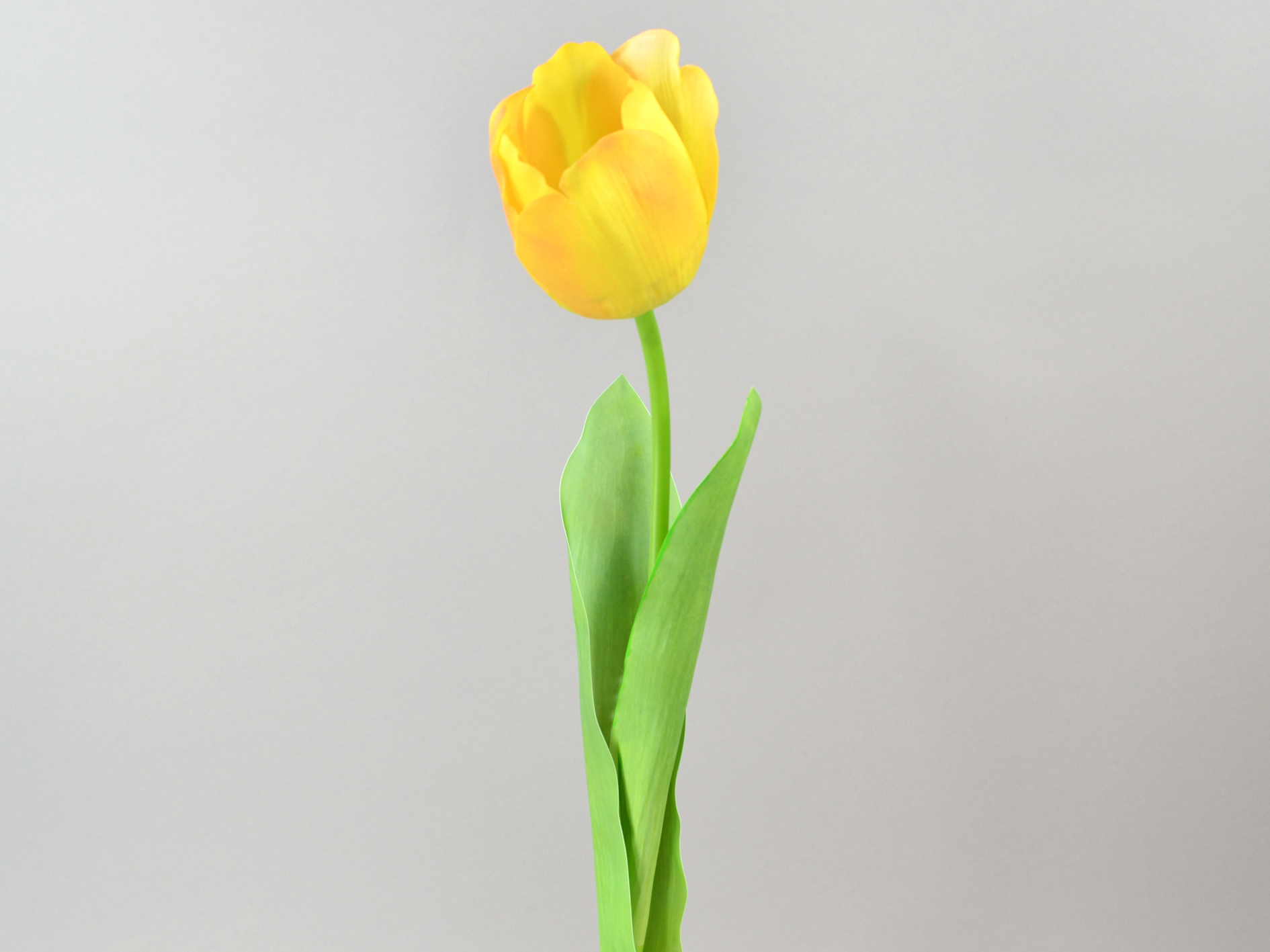 Tulpe x1, real touch, 61cm, gelb