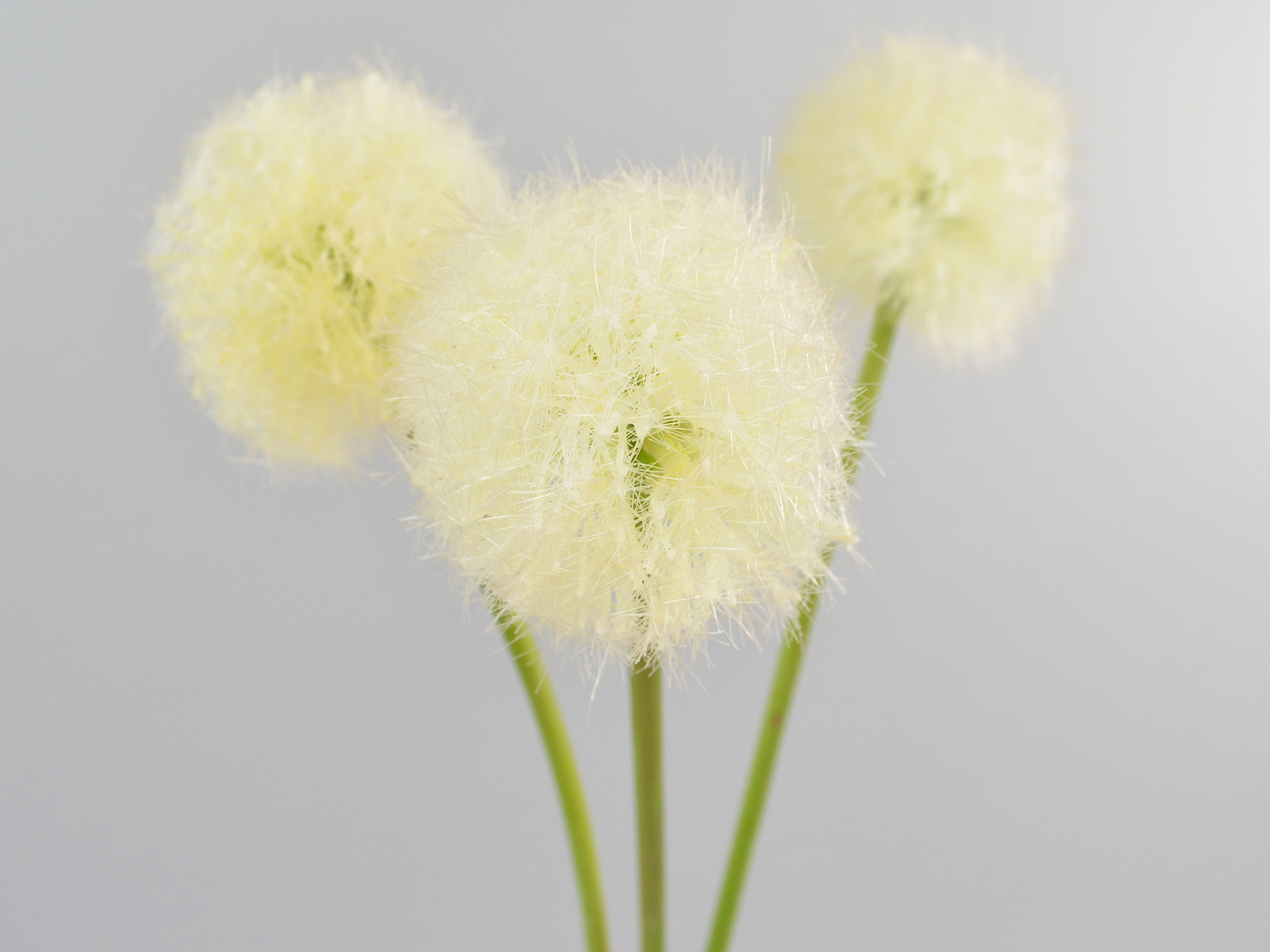 Dandelion bunch, 48cm, cream