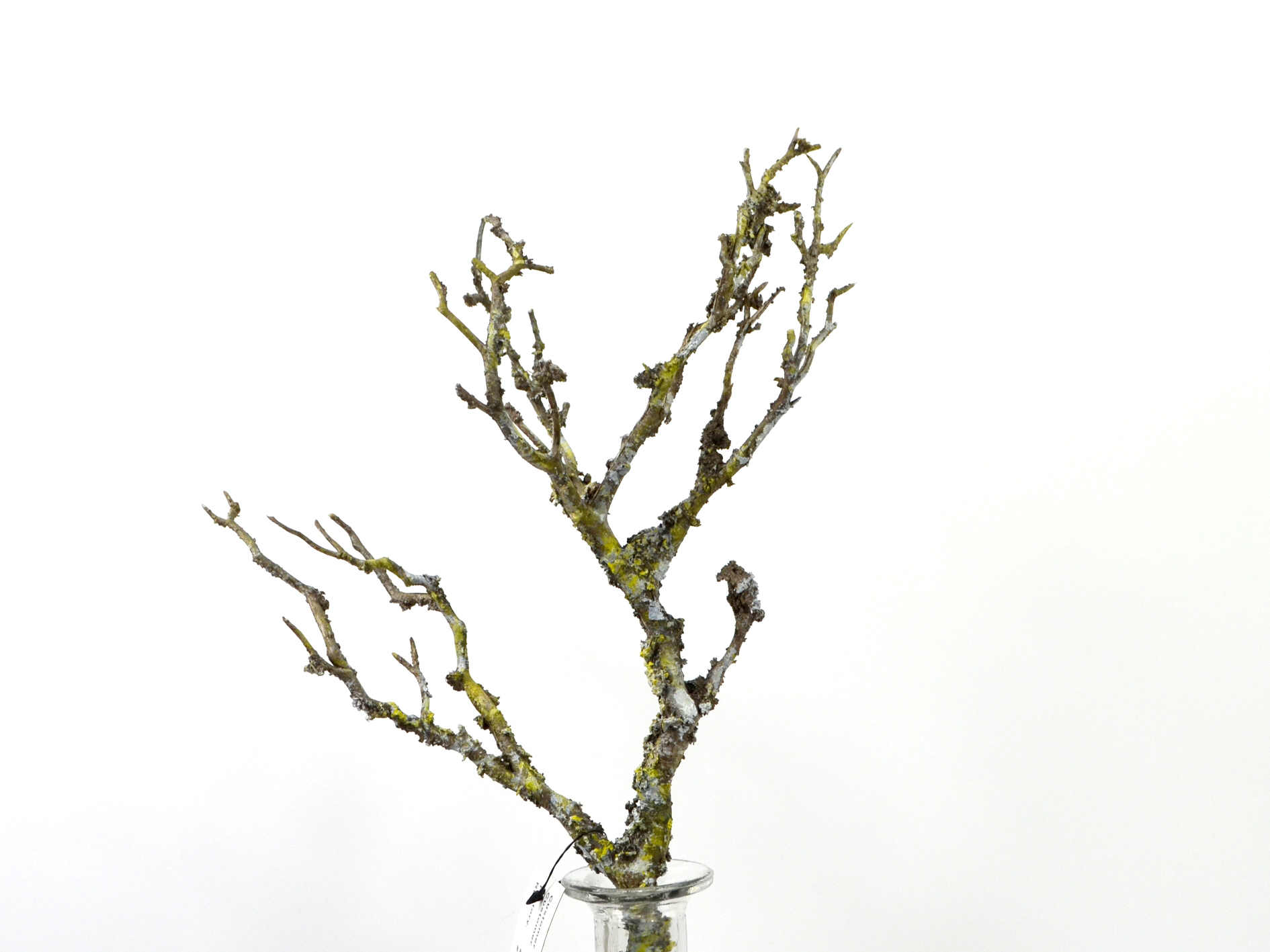 Wild birch branch, 30cm, with lichen