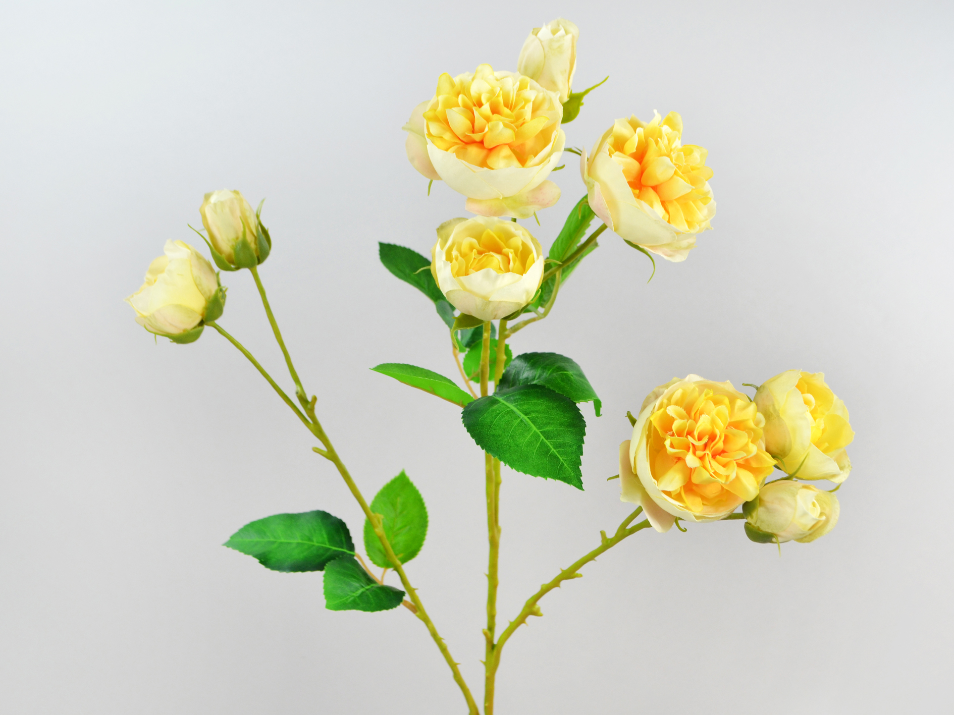 Rosen-Zweig x9, 64cm, gelb