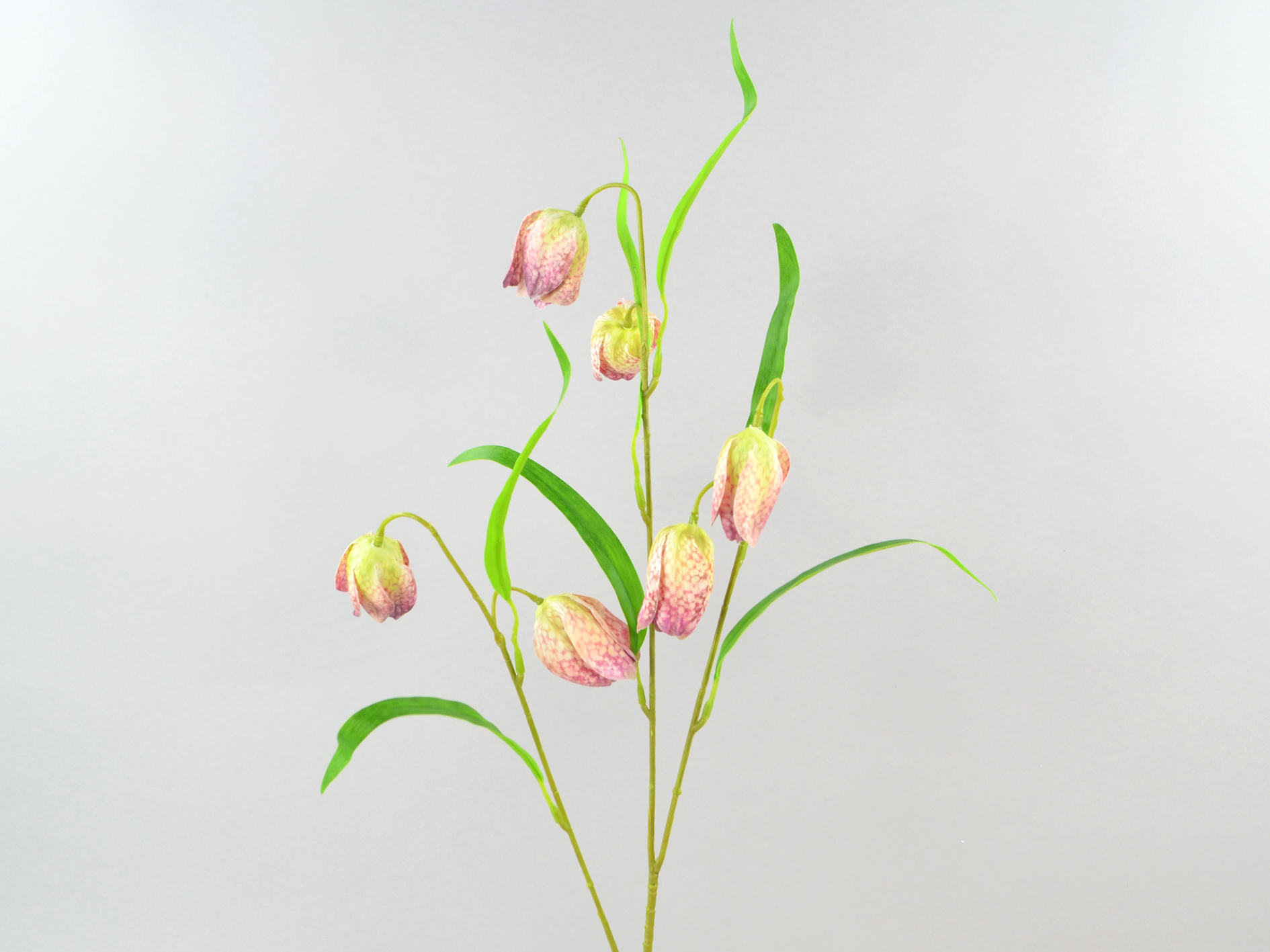 Fritilaria branch, 60cm, cream-purple