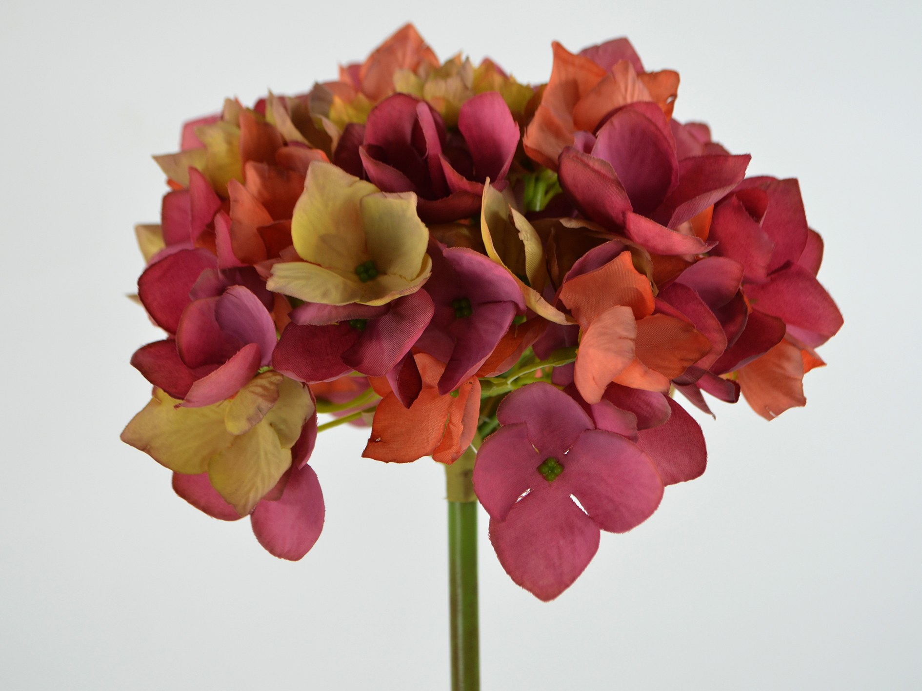 Hydrangea tuff, 50cm, burgundy