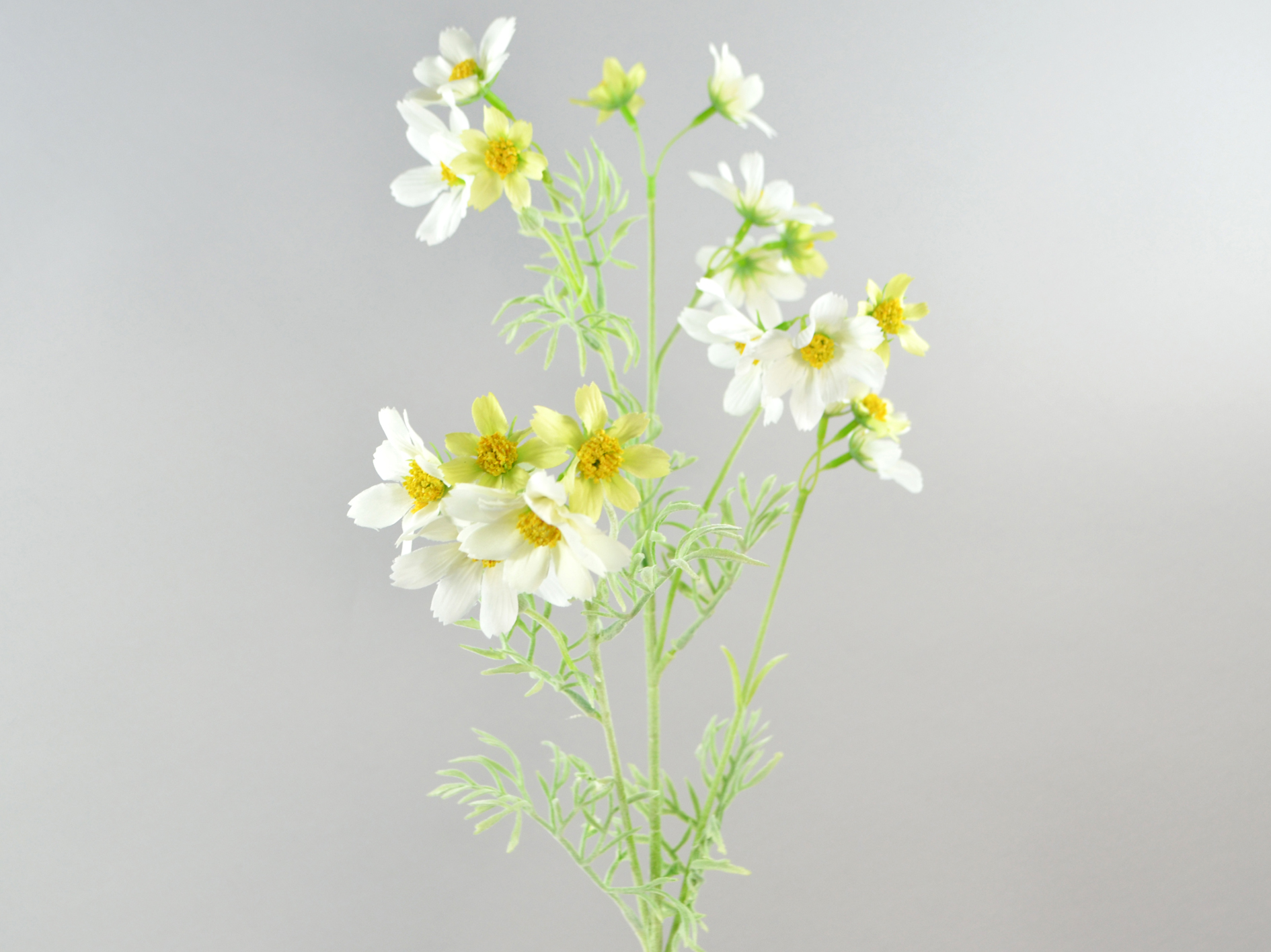 Cosmos branch, 79cm, green