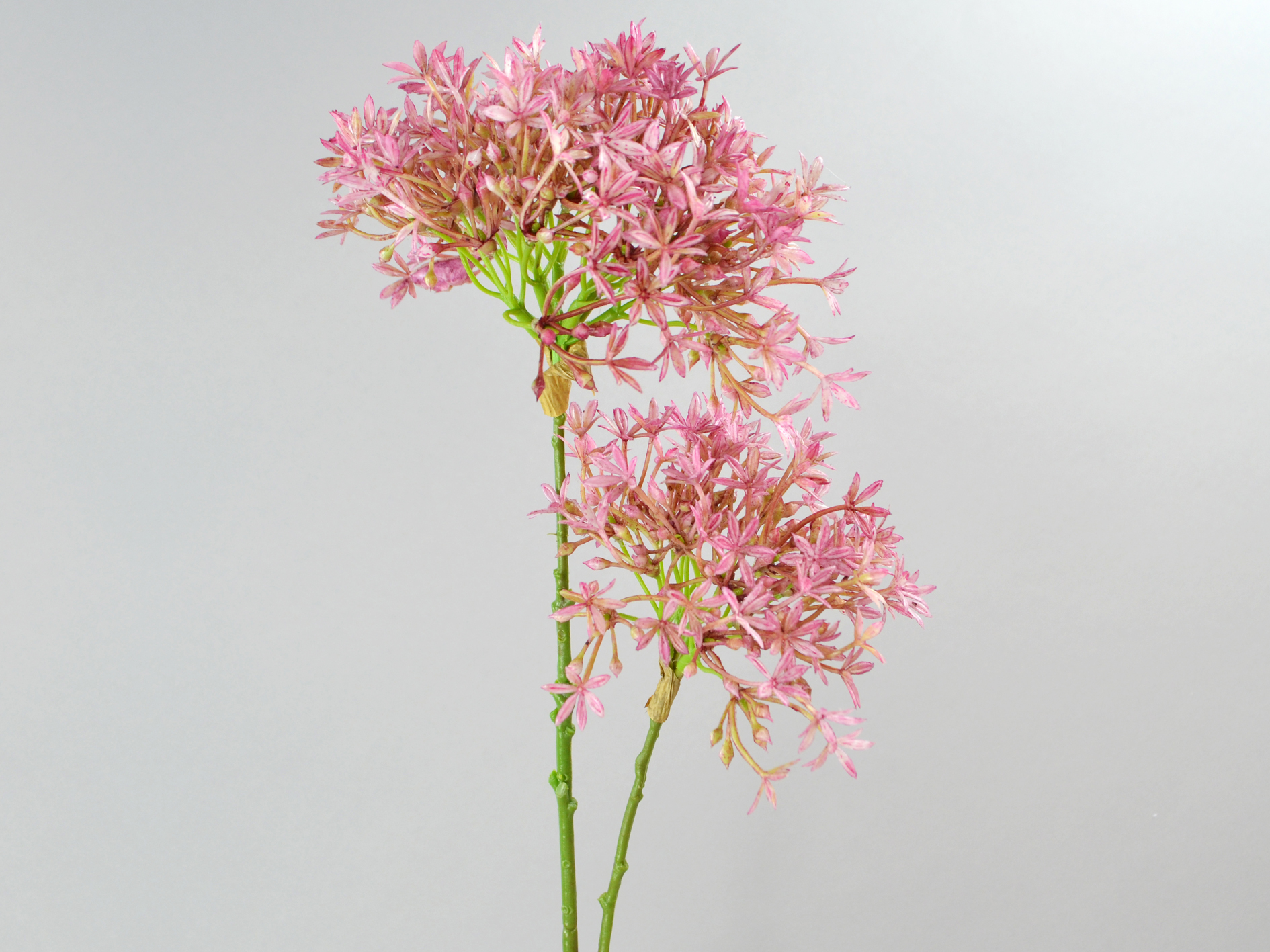 Allium branch, 2 flowers, 67cm, fuchsia