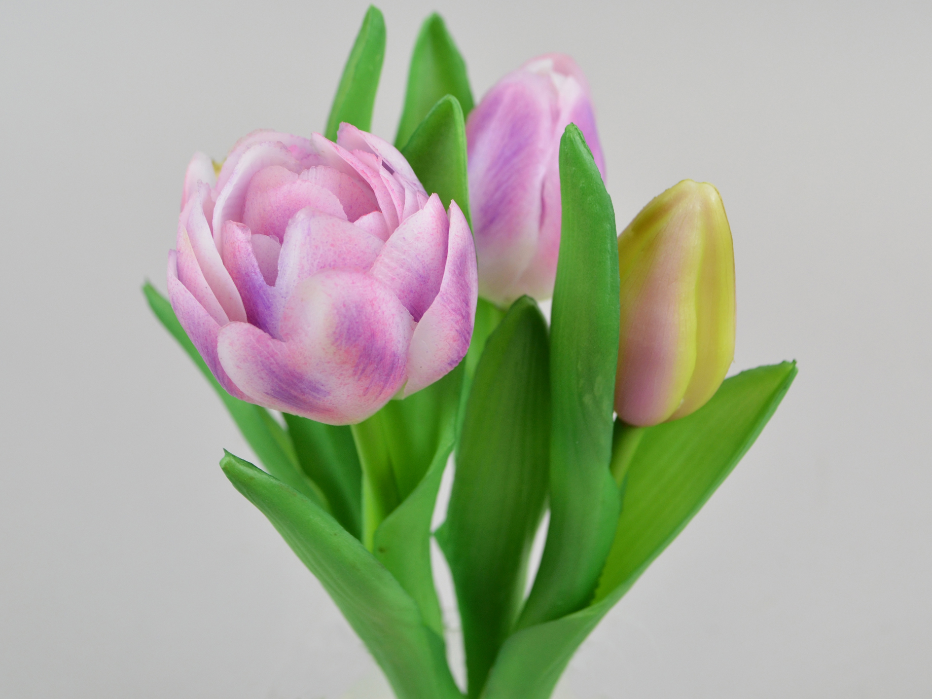 Mini tulip bundle x5, 25cm, purple