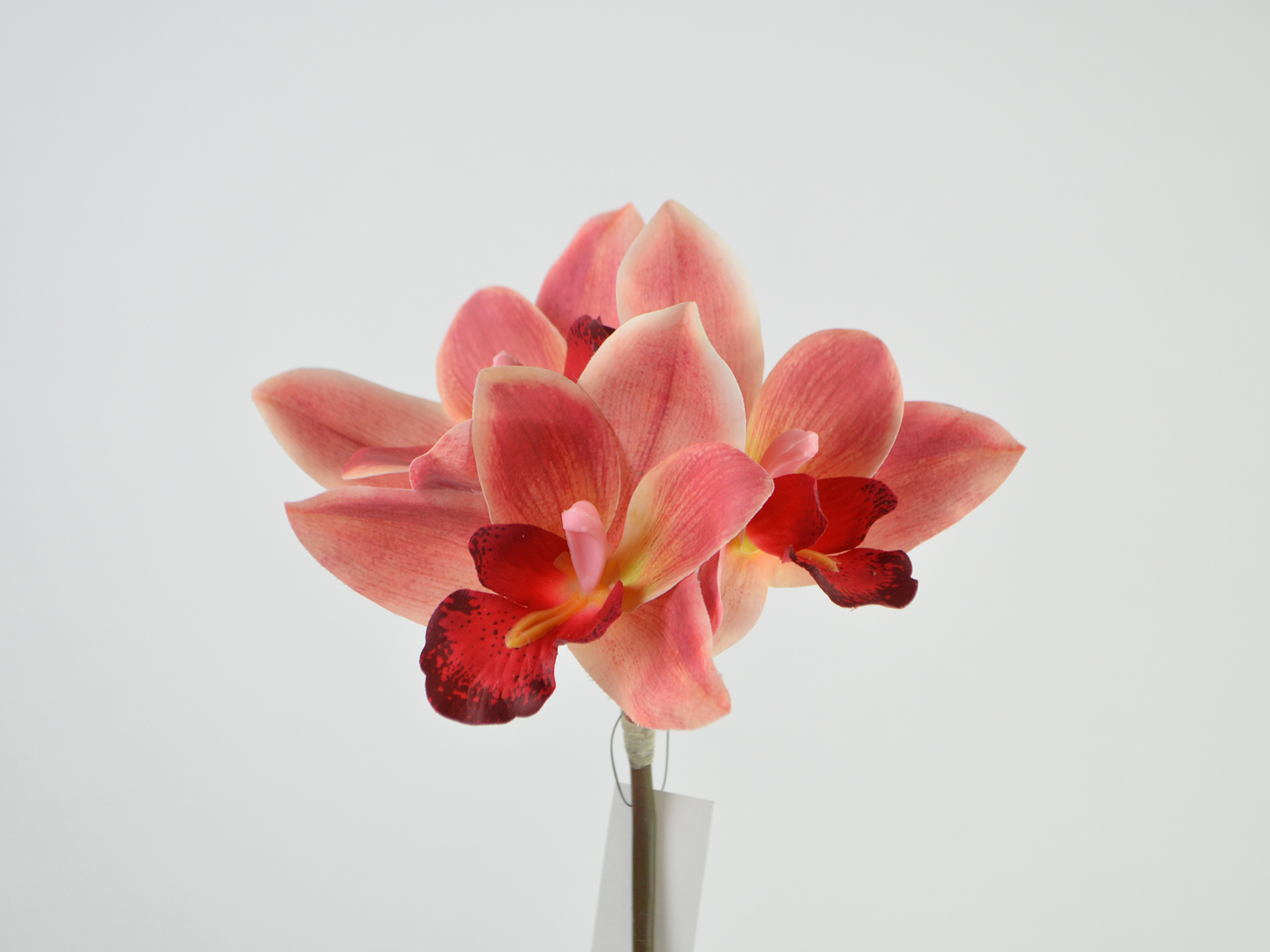 Orchidee Bar Heat x3, 48cm, dunkel-malve