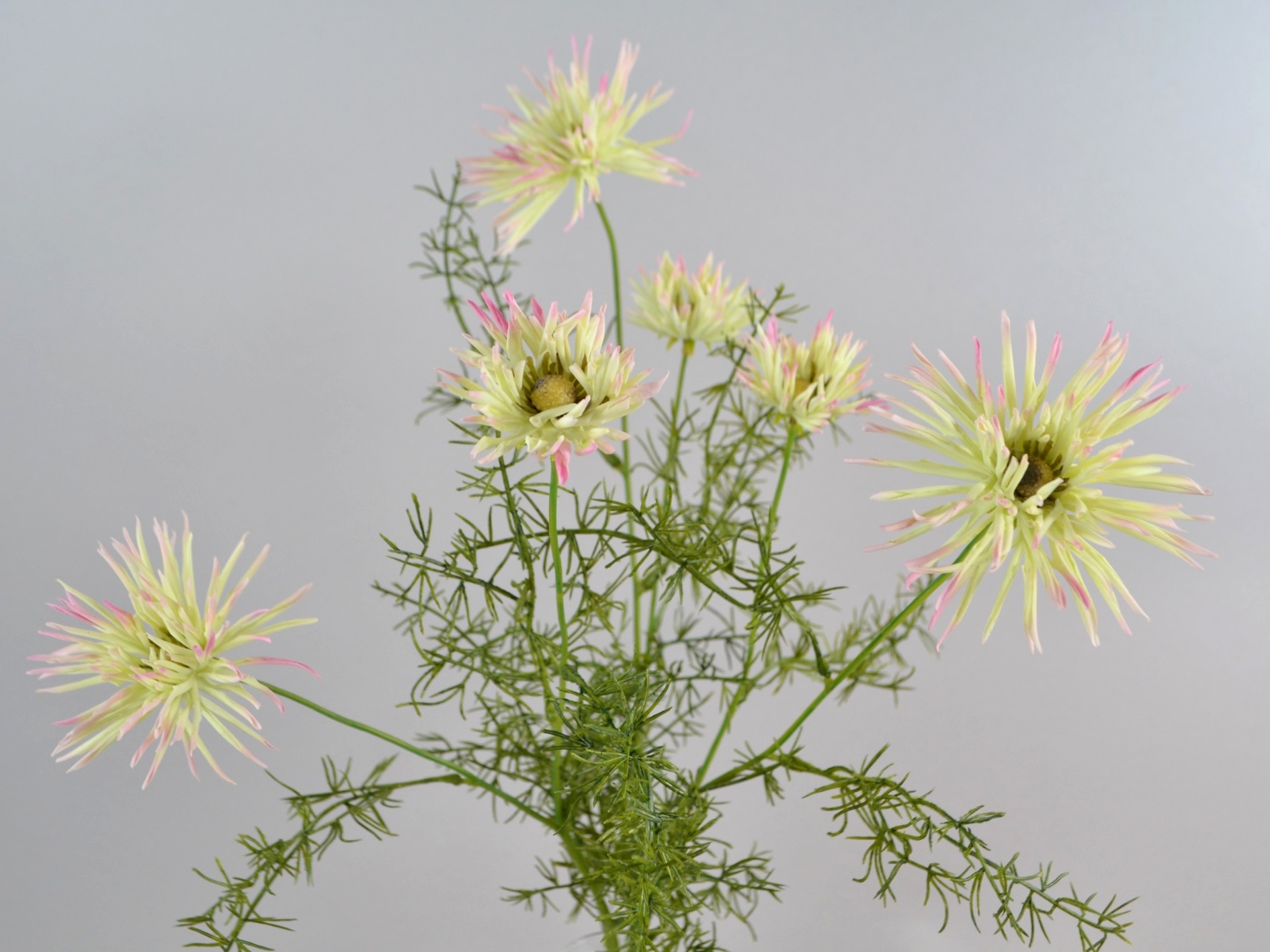 Chrysanthemum bunch (3 stems), 58 cm, light green/pink