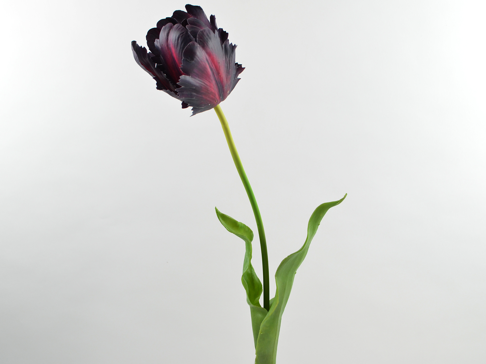 Tulpe, 61cm, dkl-lila