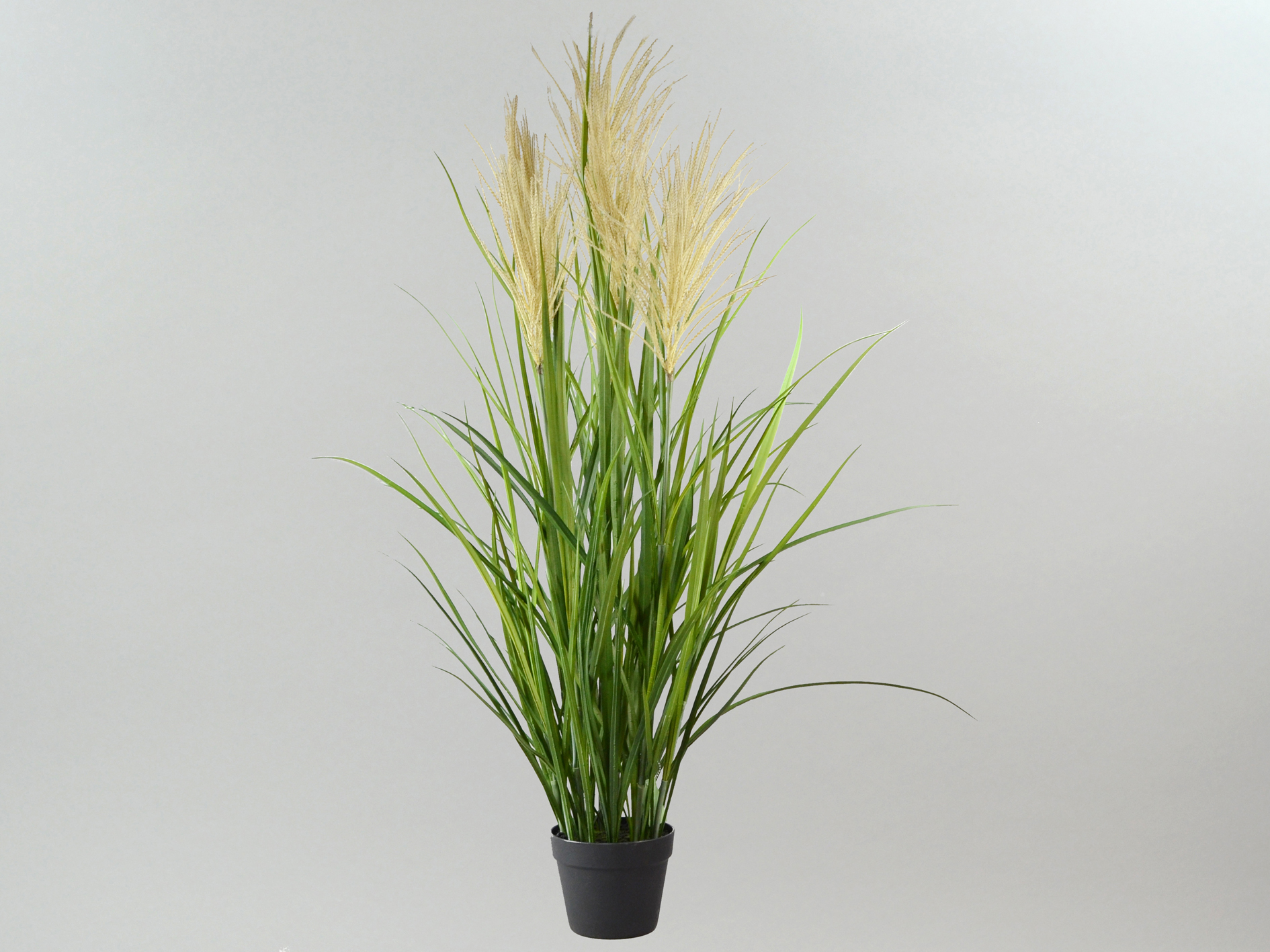 Reed grass with seed heads, in a black pot, 127cm, green