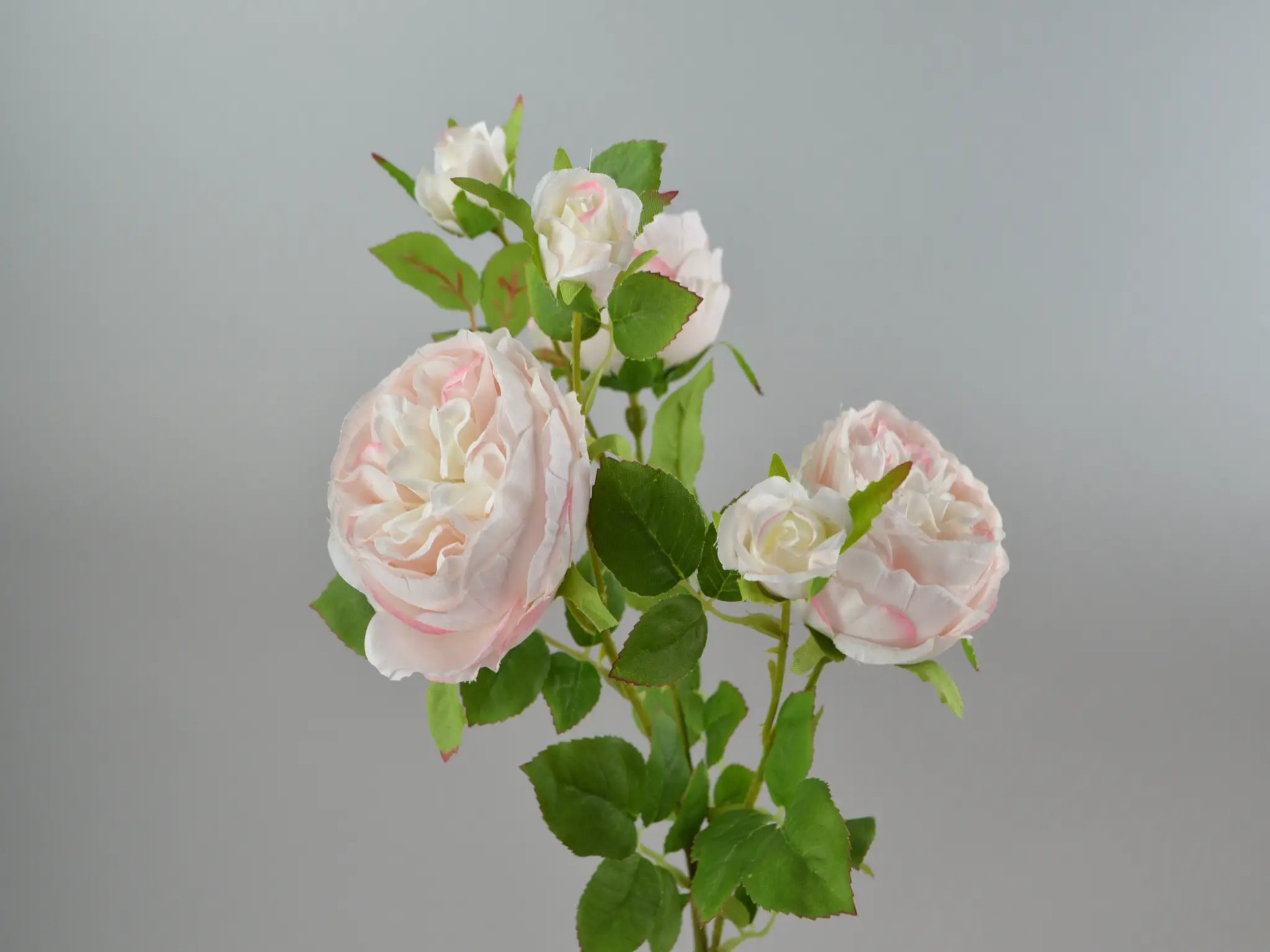 Cabage-Rosen-Zweig, 65cm, hellrosa