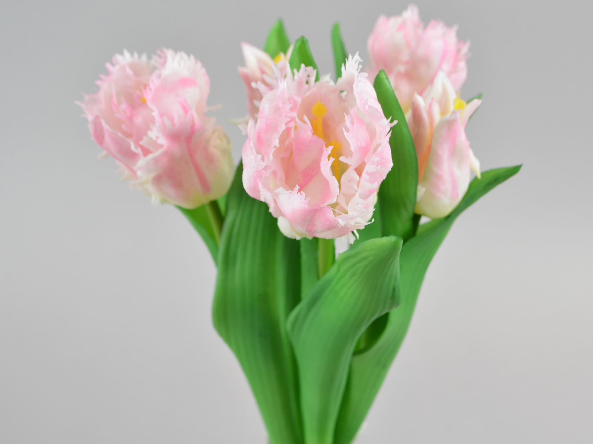 Parrot tulip bundle x5, 34cm, light pink
